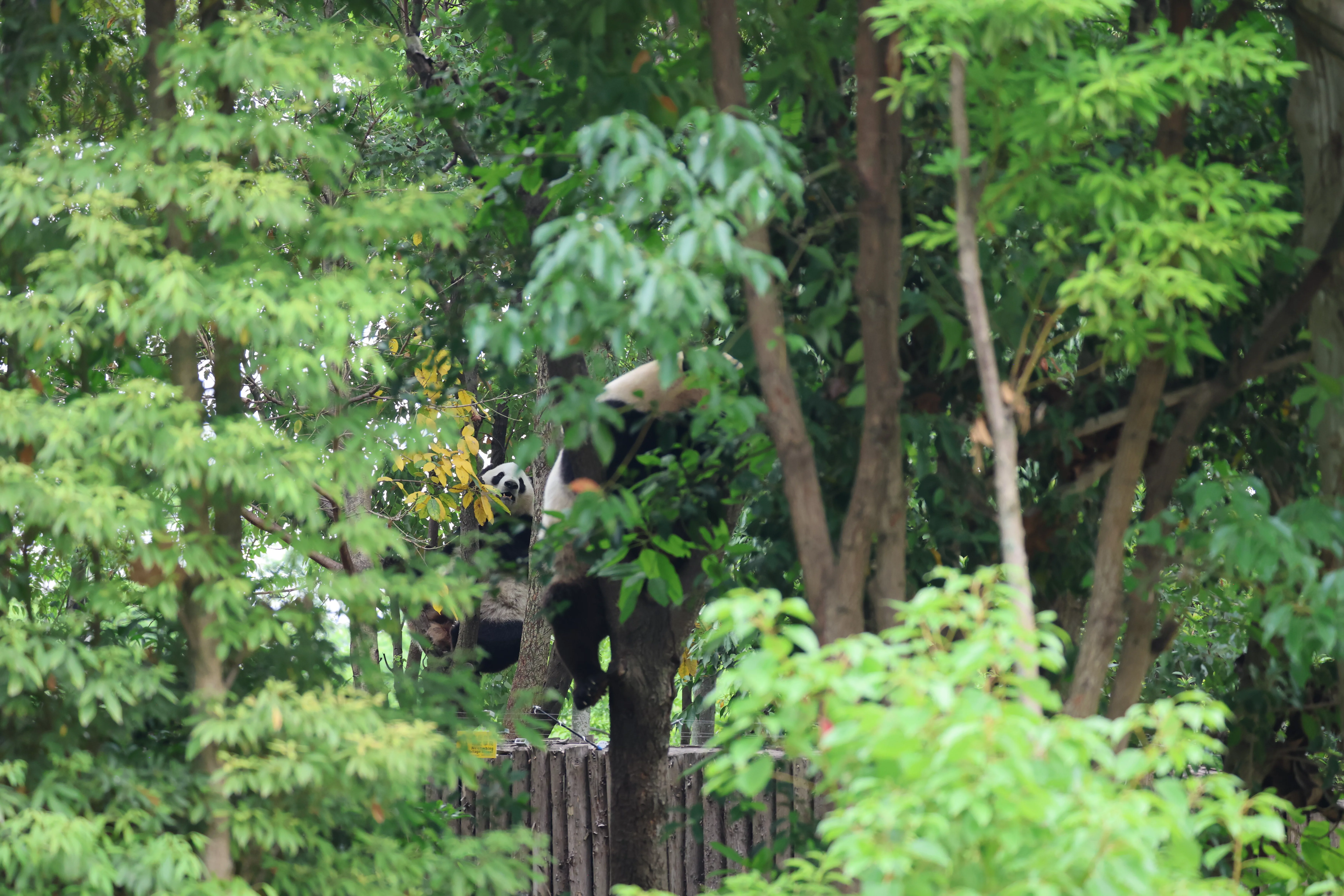 Chengdu Research Base of Giant Panda Breeding