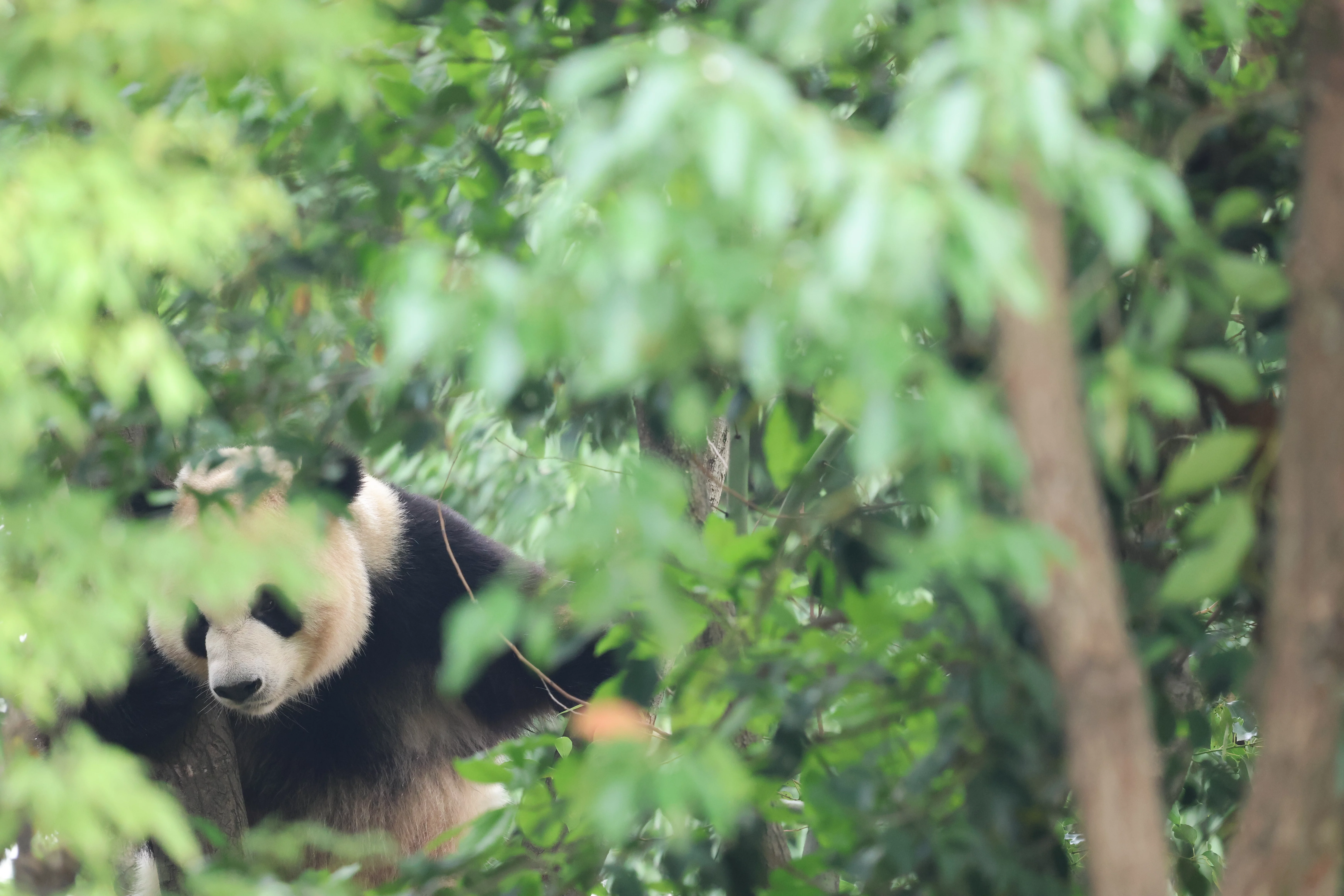 Chengdu Research Base of Giant Panda Breeding