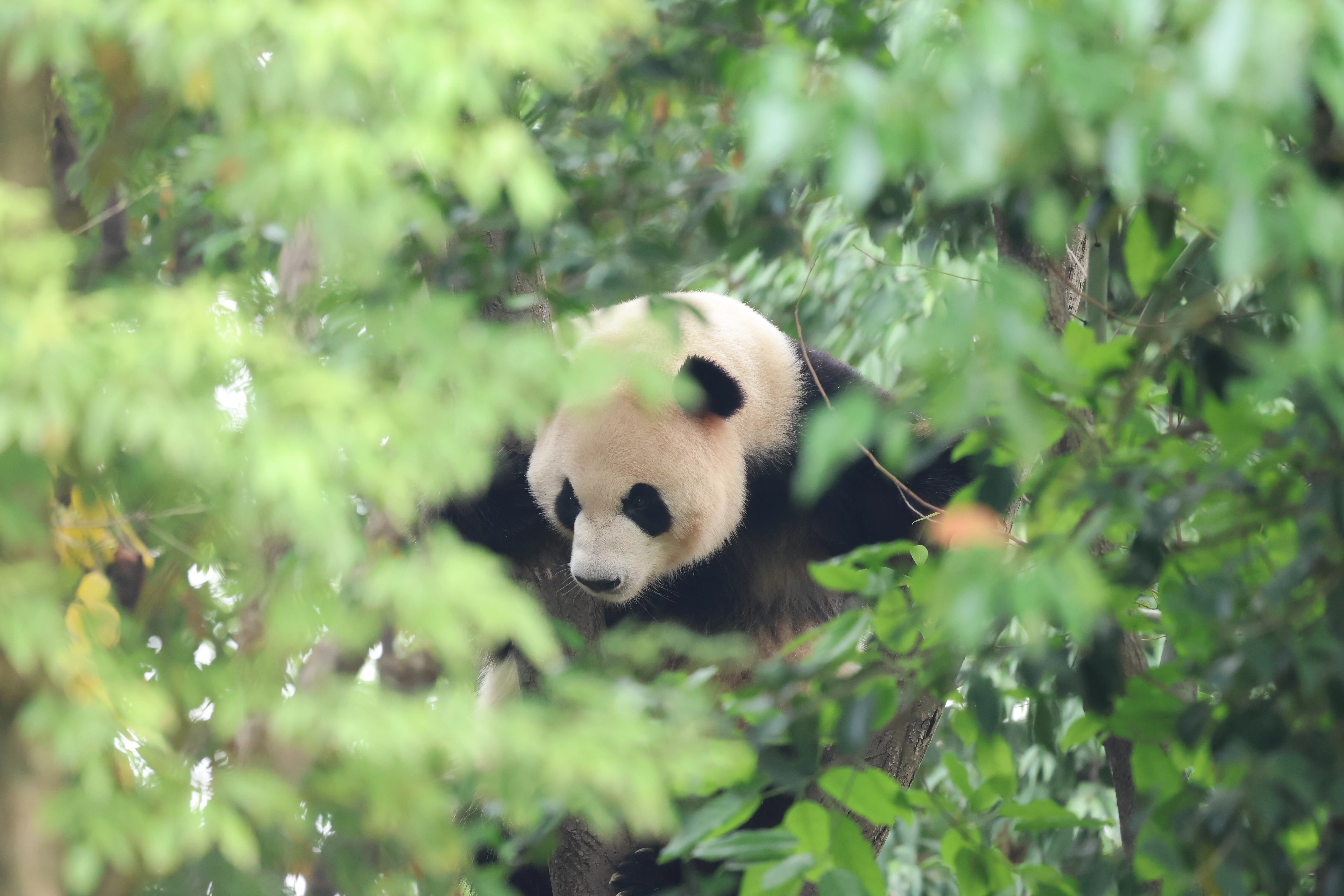 Chengdu Research Base of Giant Panda Breeding
