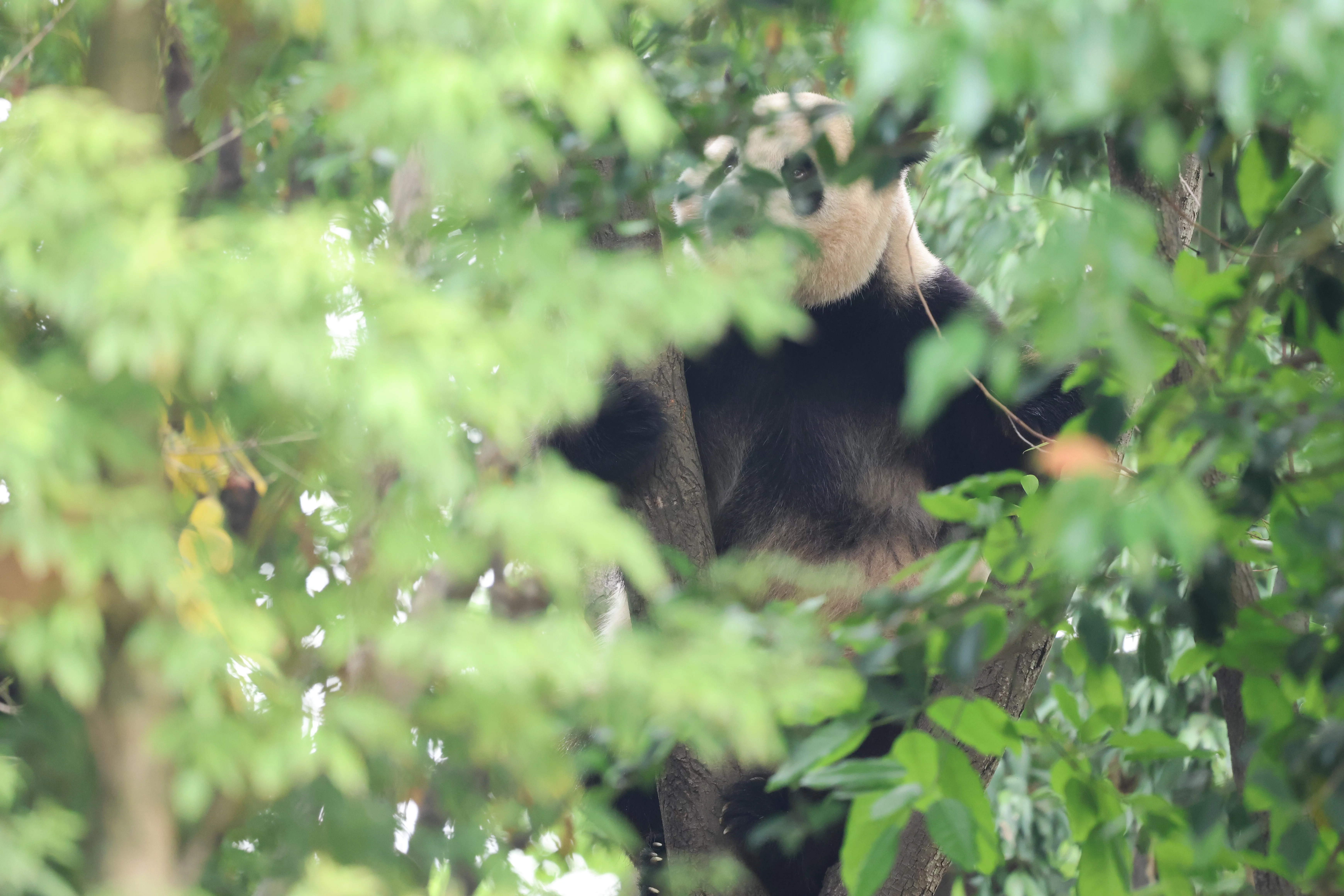 Chengdu Research Base of Giant Panda Breeding
