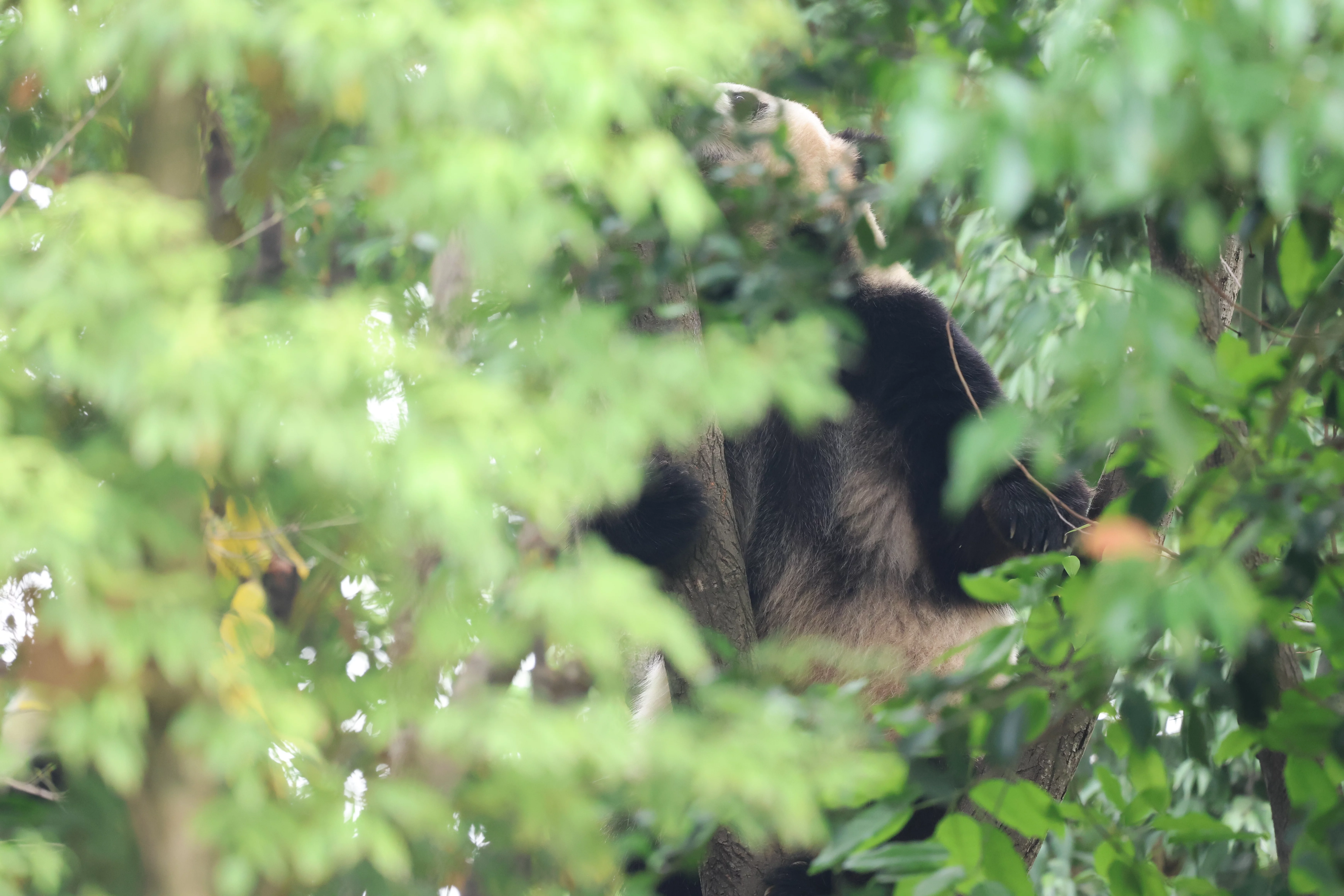 Chengdu Research Base of Giant Panda Breeding