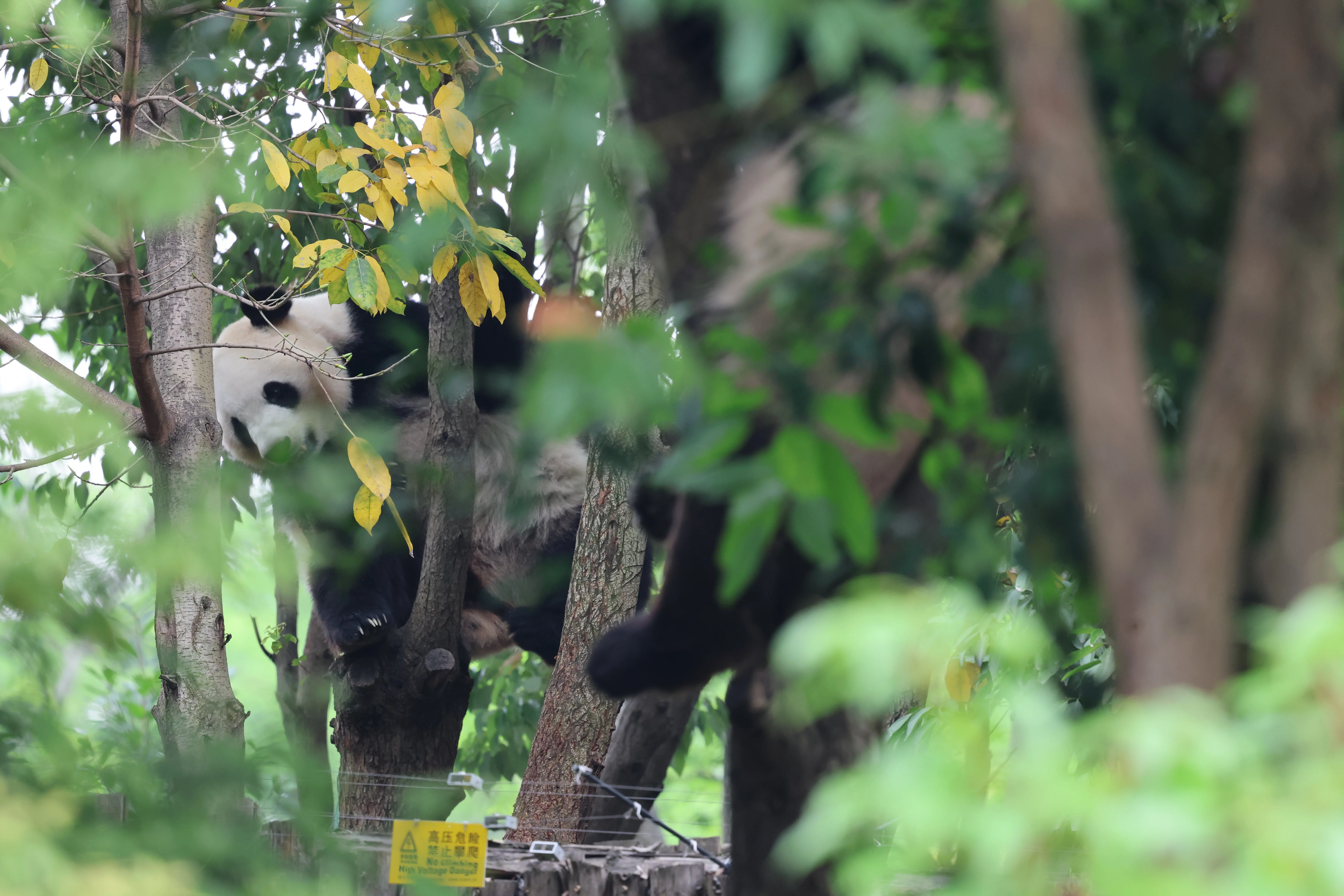 Chengdu Research Base of Giant Panda Breeding