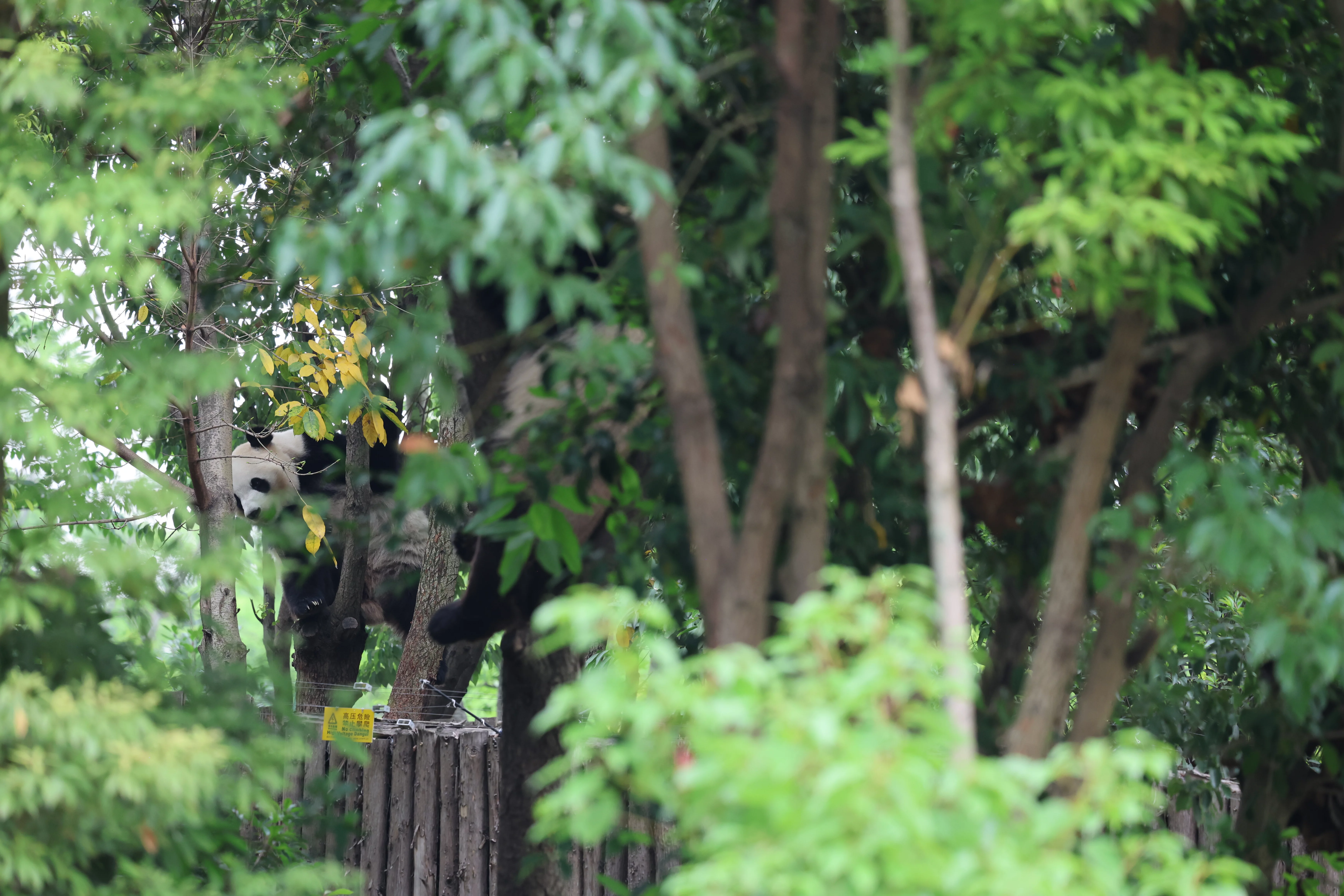 Chengdu Research Base of Giant Panda Breeding