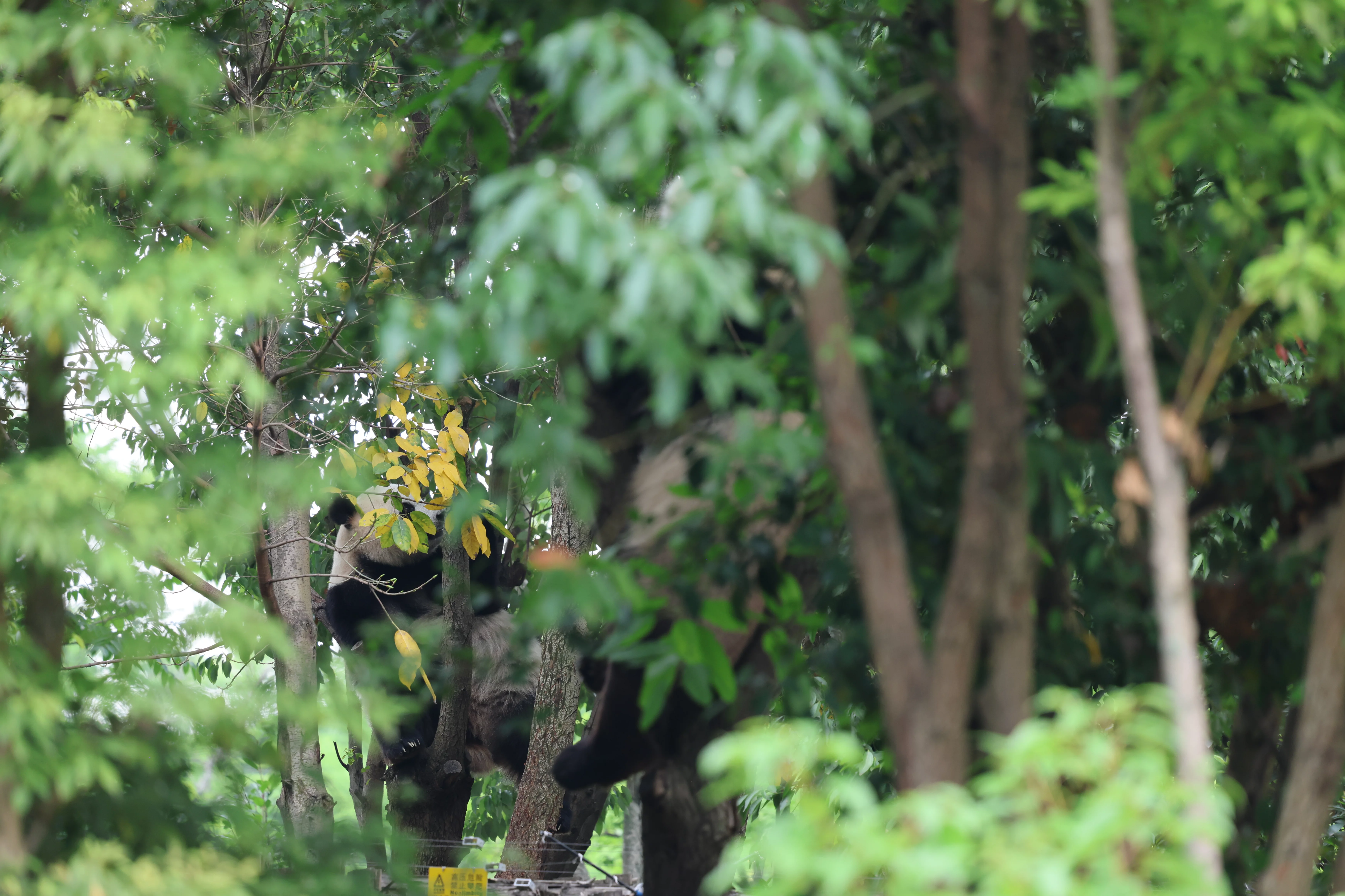 Chengdu Research Base of Giant Panda Breeding