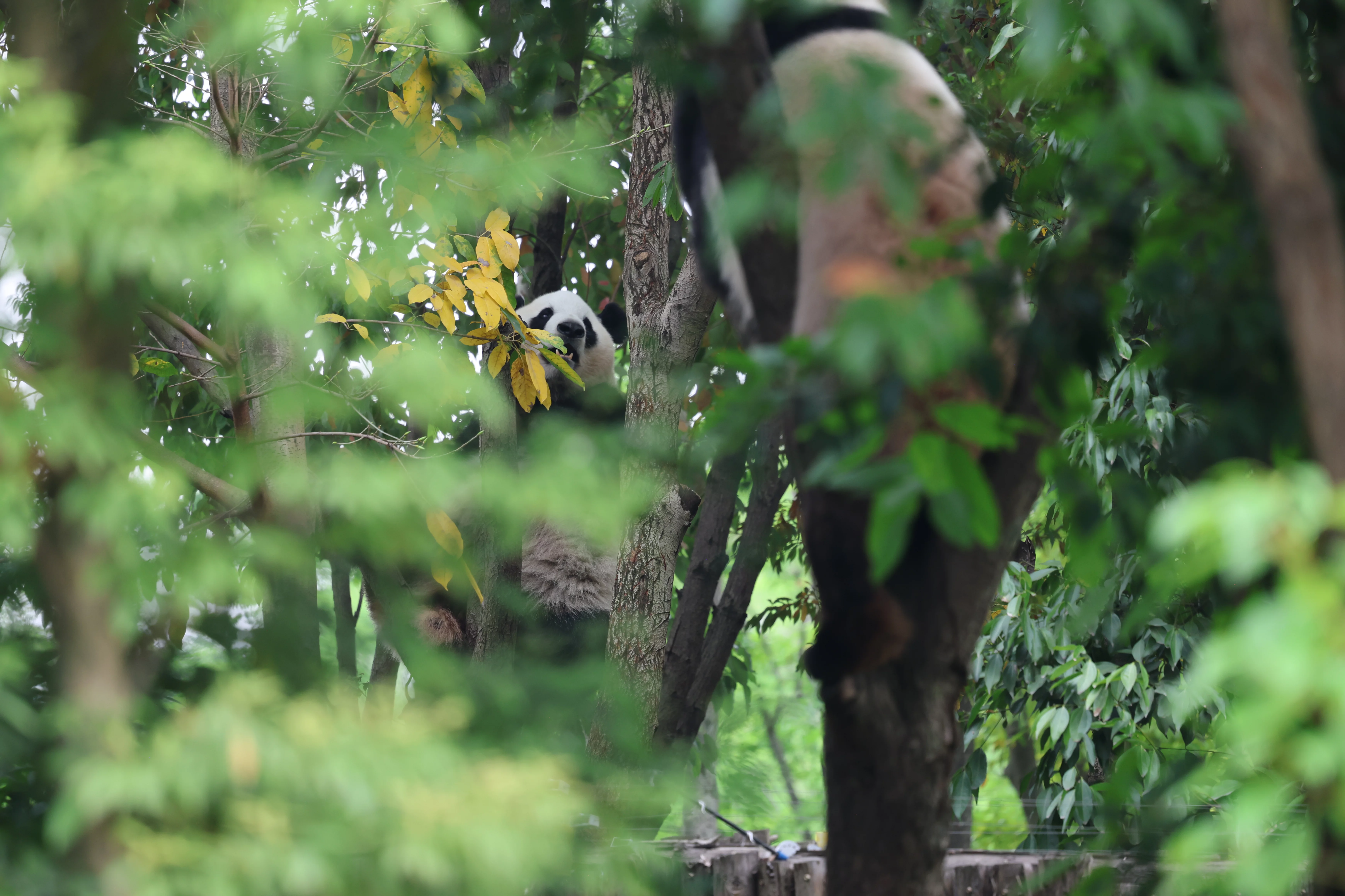 Chengdu Research Base of Giant Panda Breeding