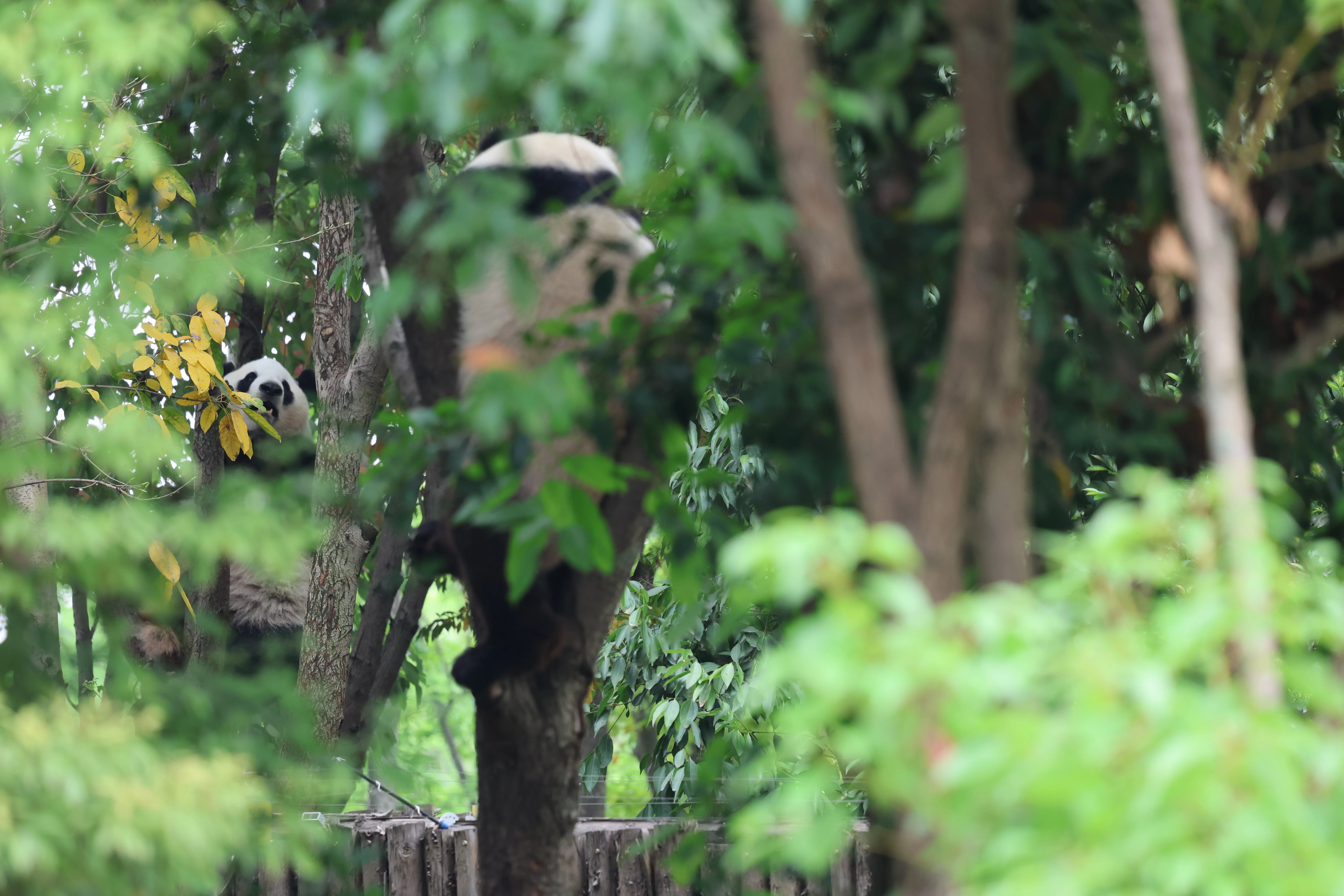 Chengdu Research Base of Giant Panda Breeding