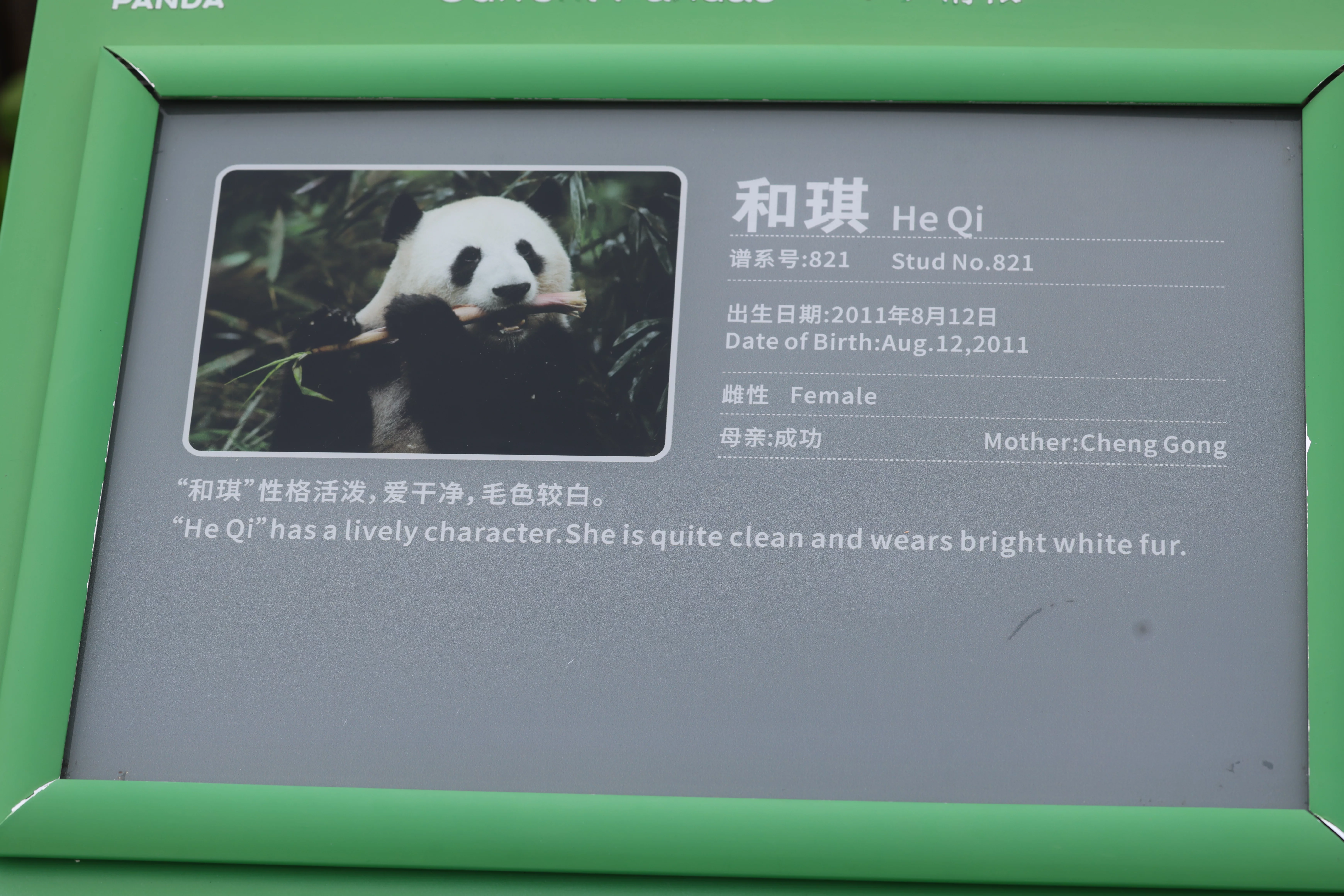 Chengdu Research Base of Giant Panda Breeding