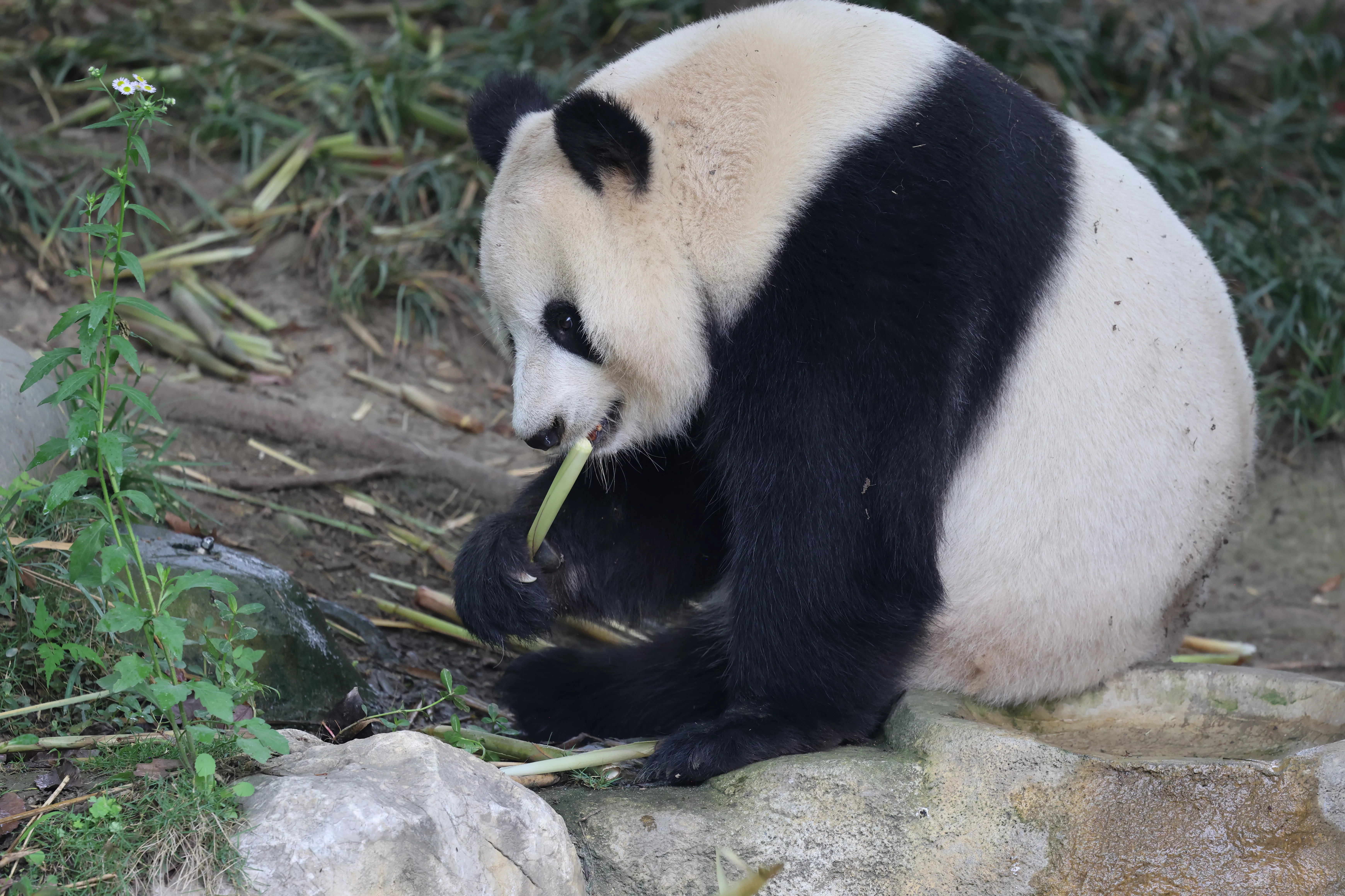 Chengdu Research Base of Giant Panda Breeding