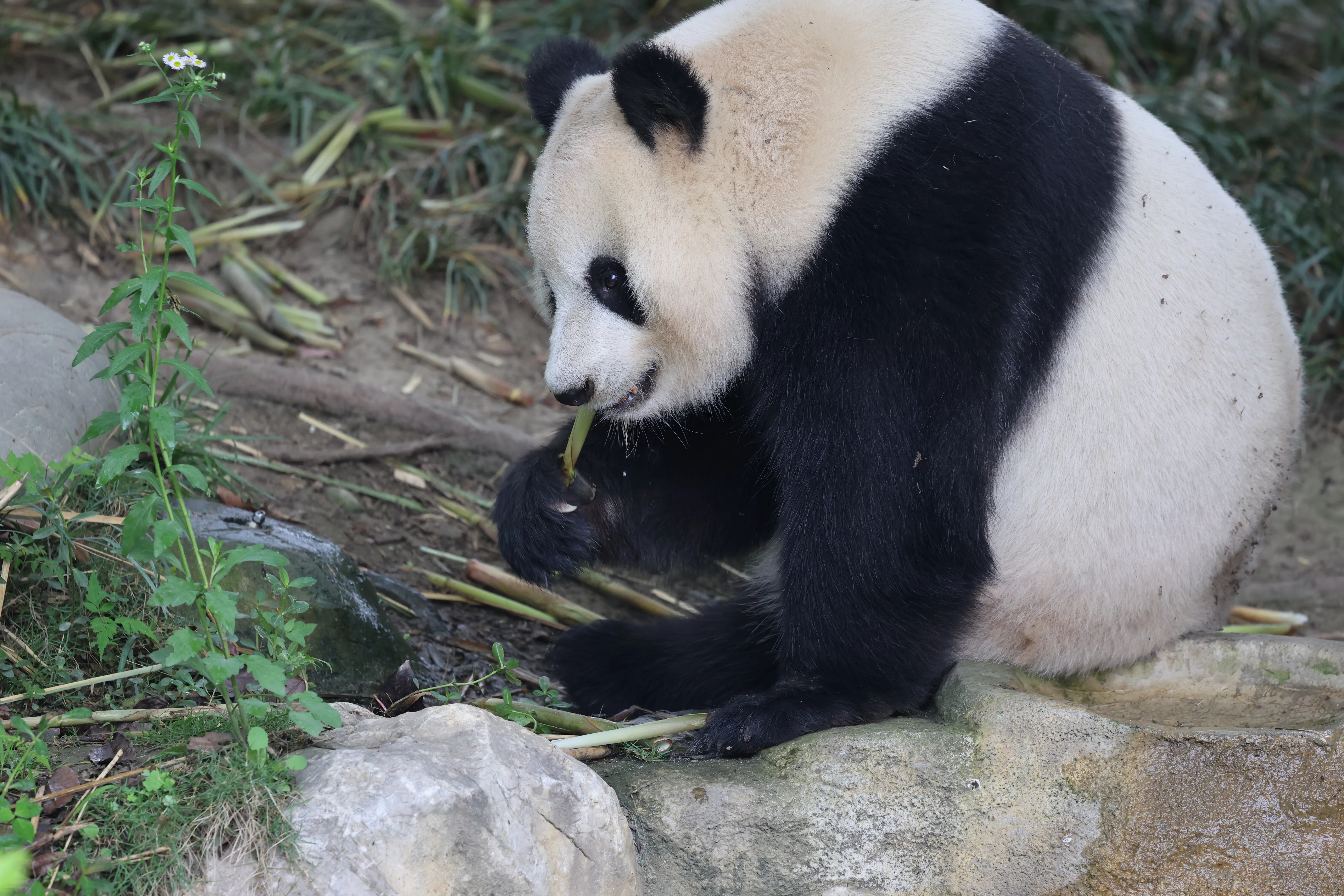 Chengdu Research Base of Giant Panda Breeding
