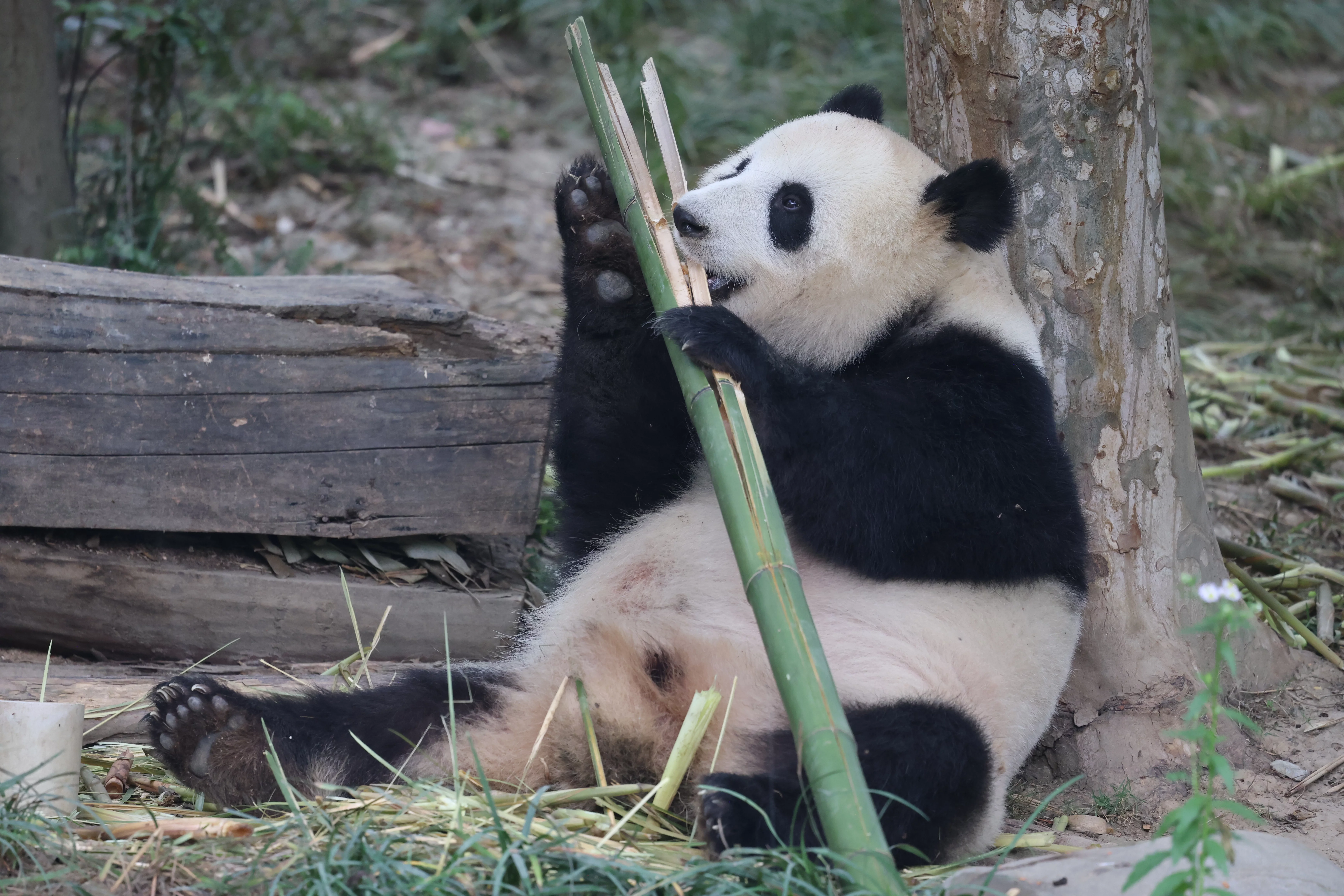 Chengdu Research Base of Giant Panda Breeding