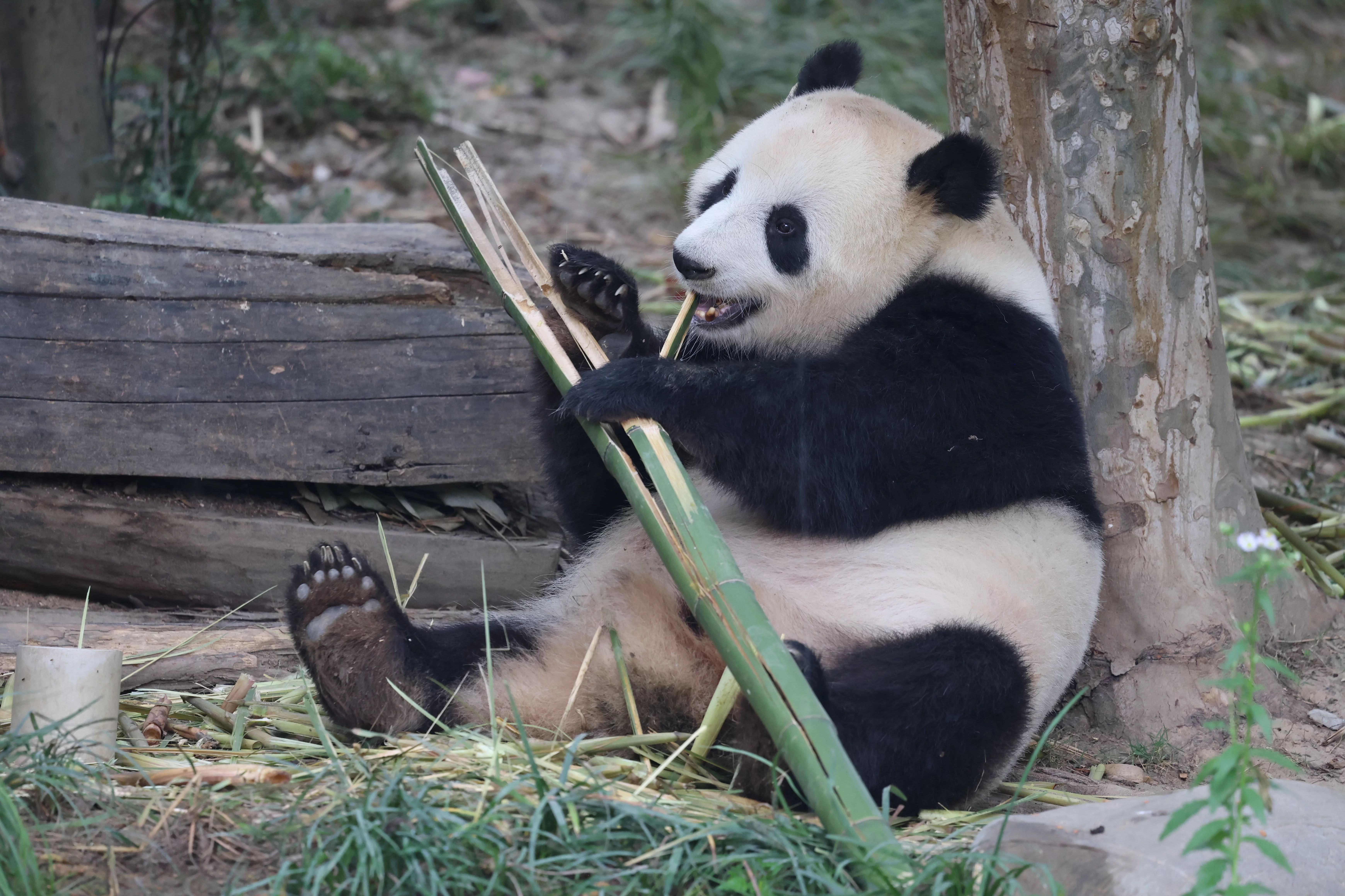 Chengdu Research Base of Giant Panda Breeding