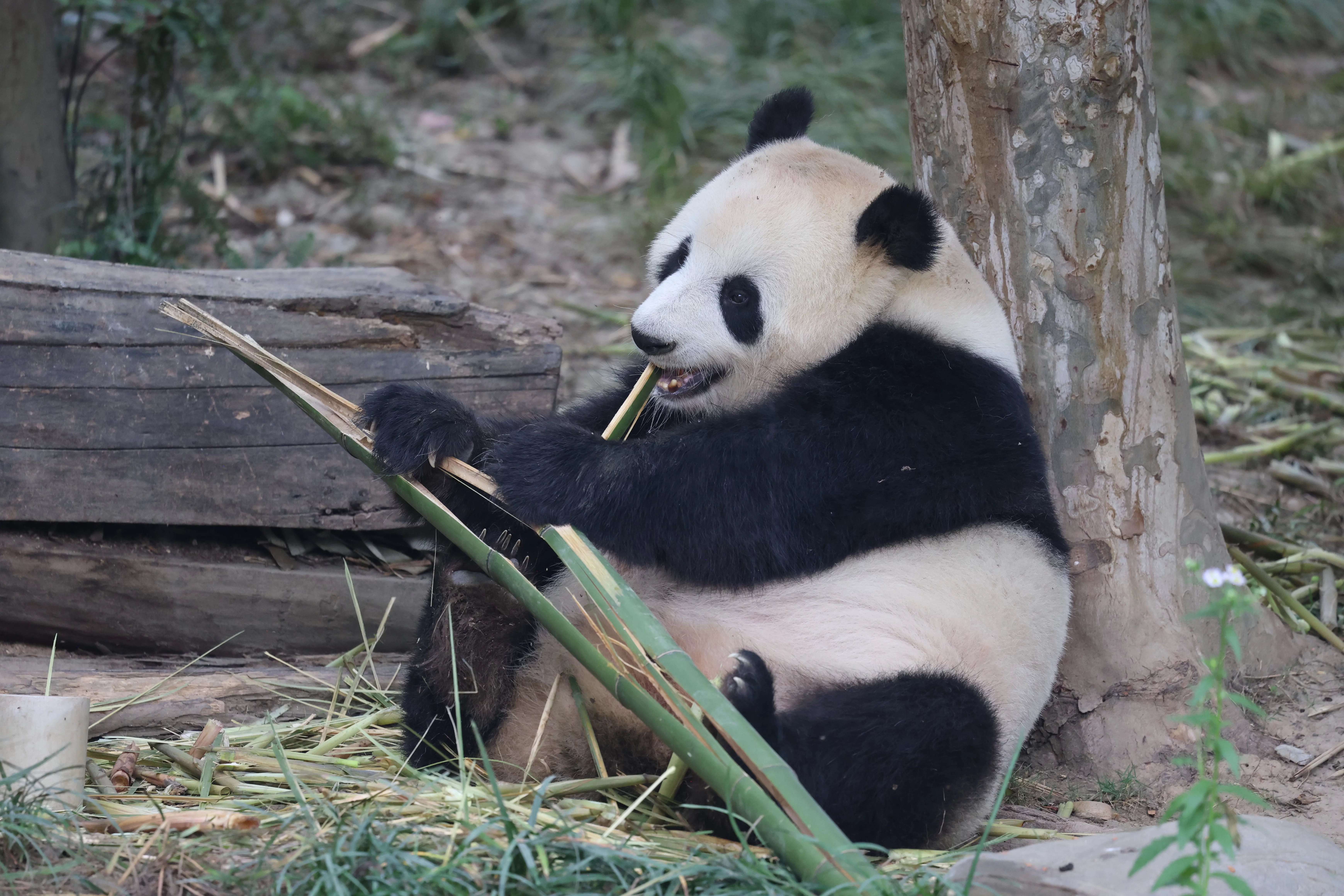 Chengdu Research Base of Giant Panda Breeding