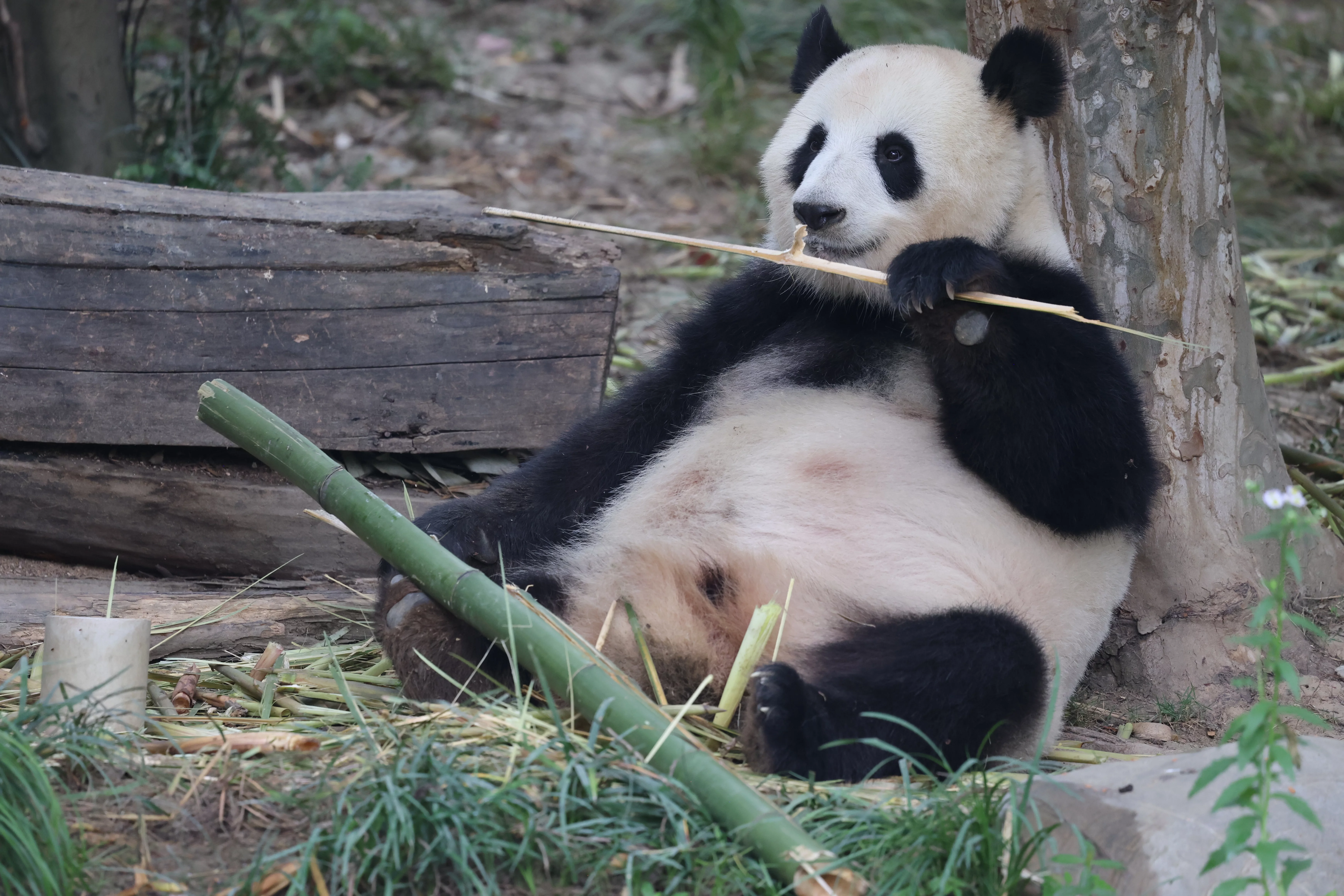 Chengdu Research Base of Giant Panda Breeding