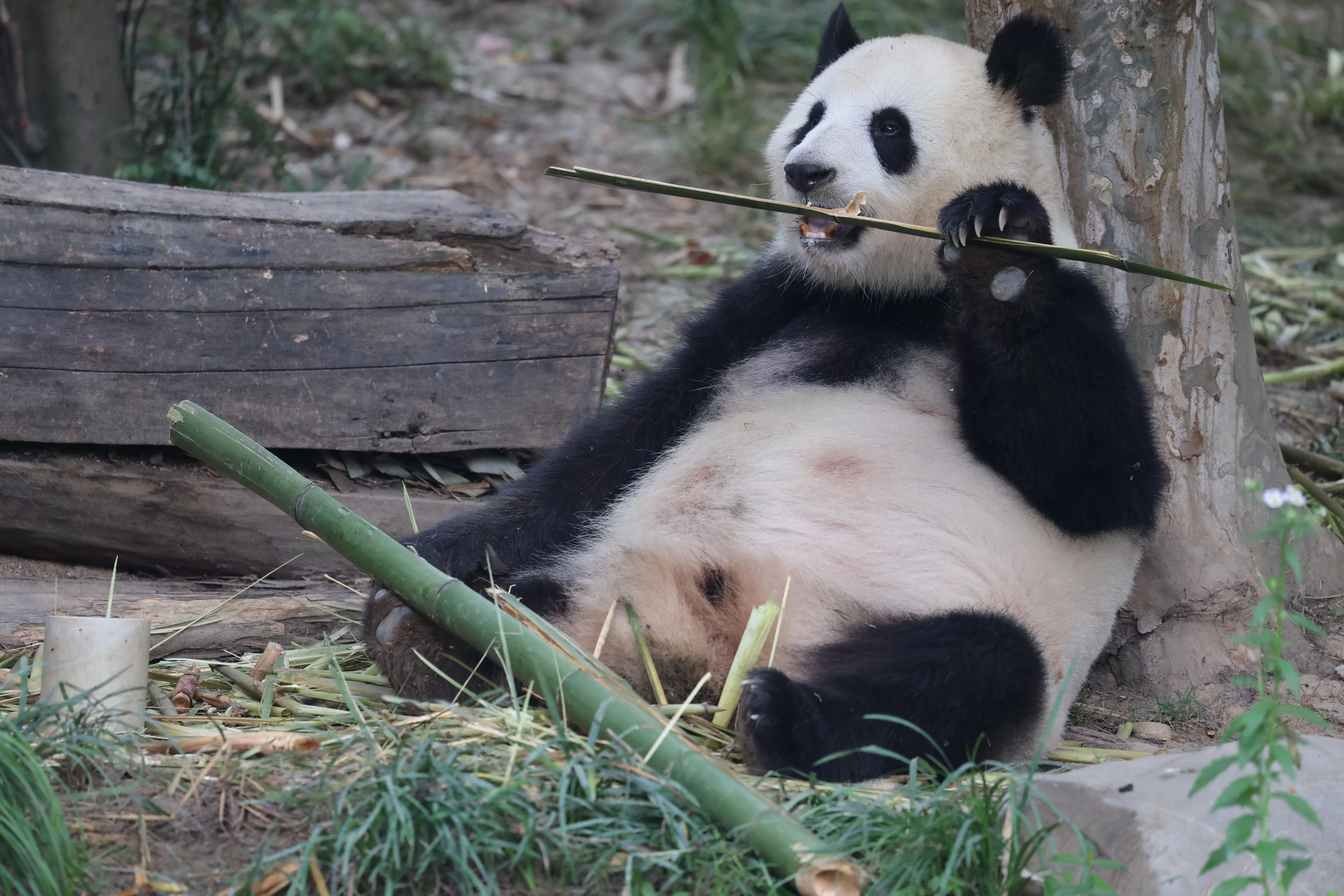 Chengdu Research Base of Giant Panda Breeding