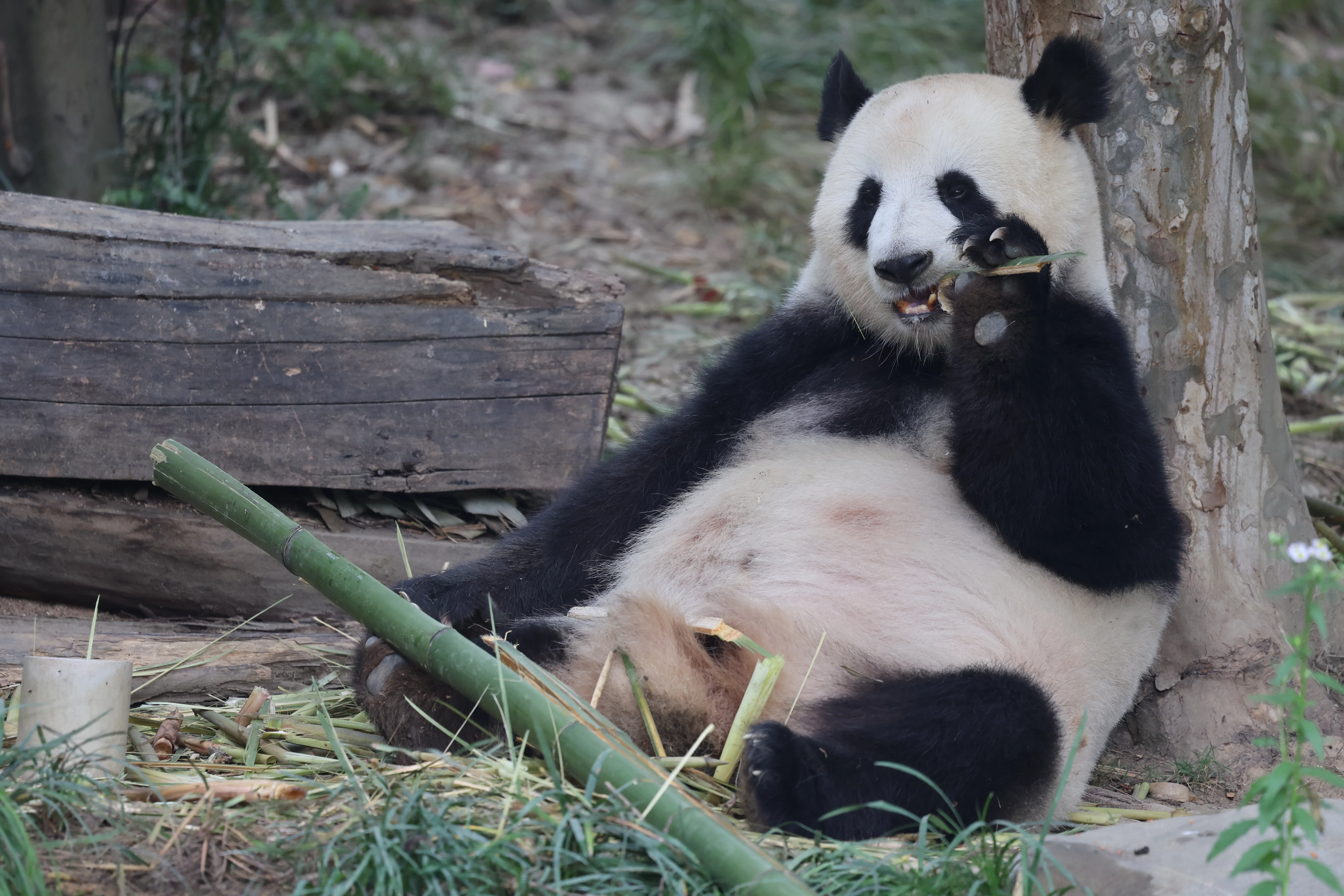 Chengdu Research Base of Giant Panda Breeding