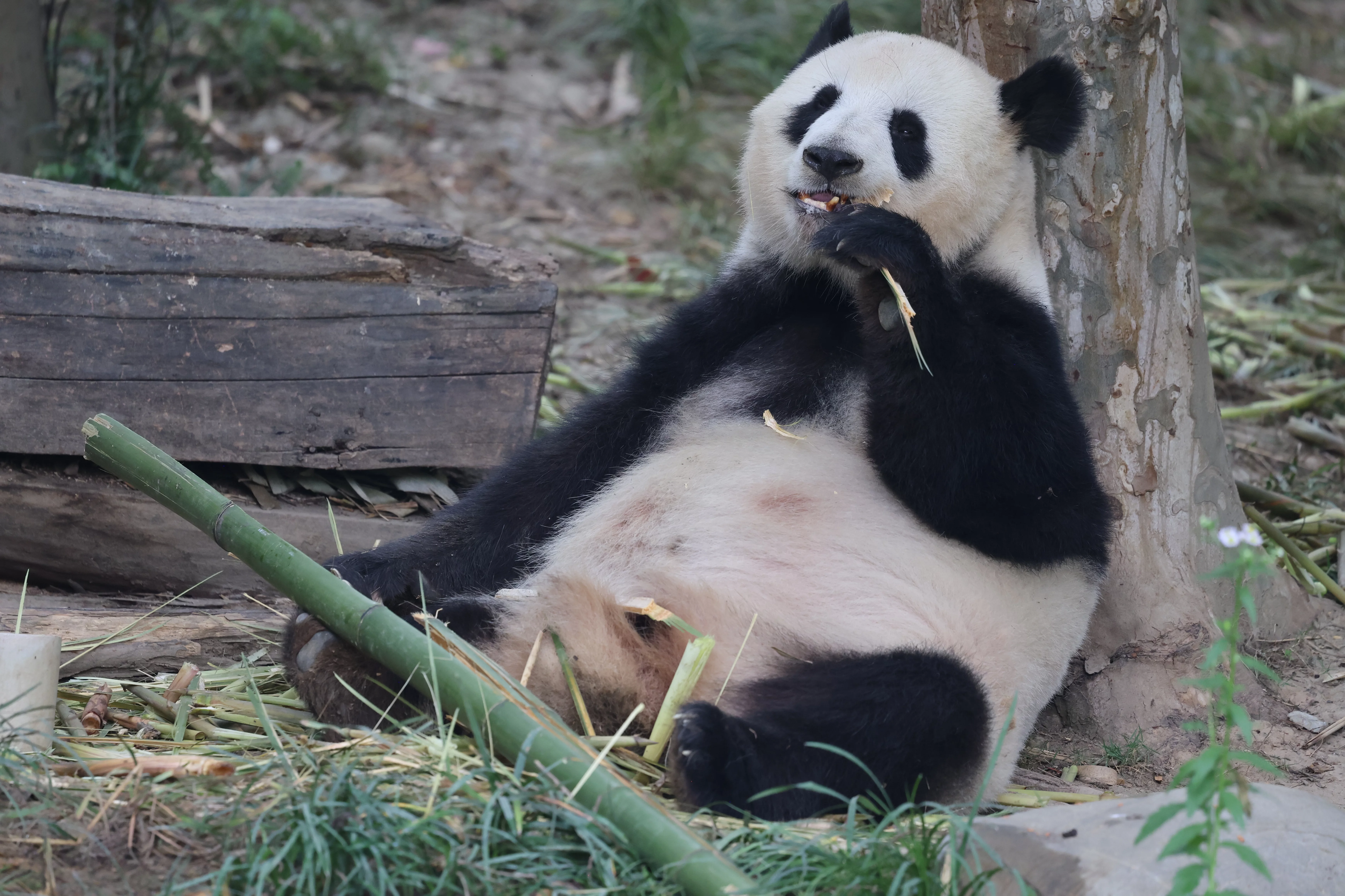Chengdu Research Base of Giant Panda Breeding