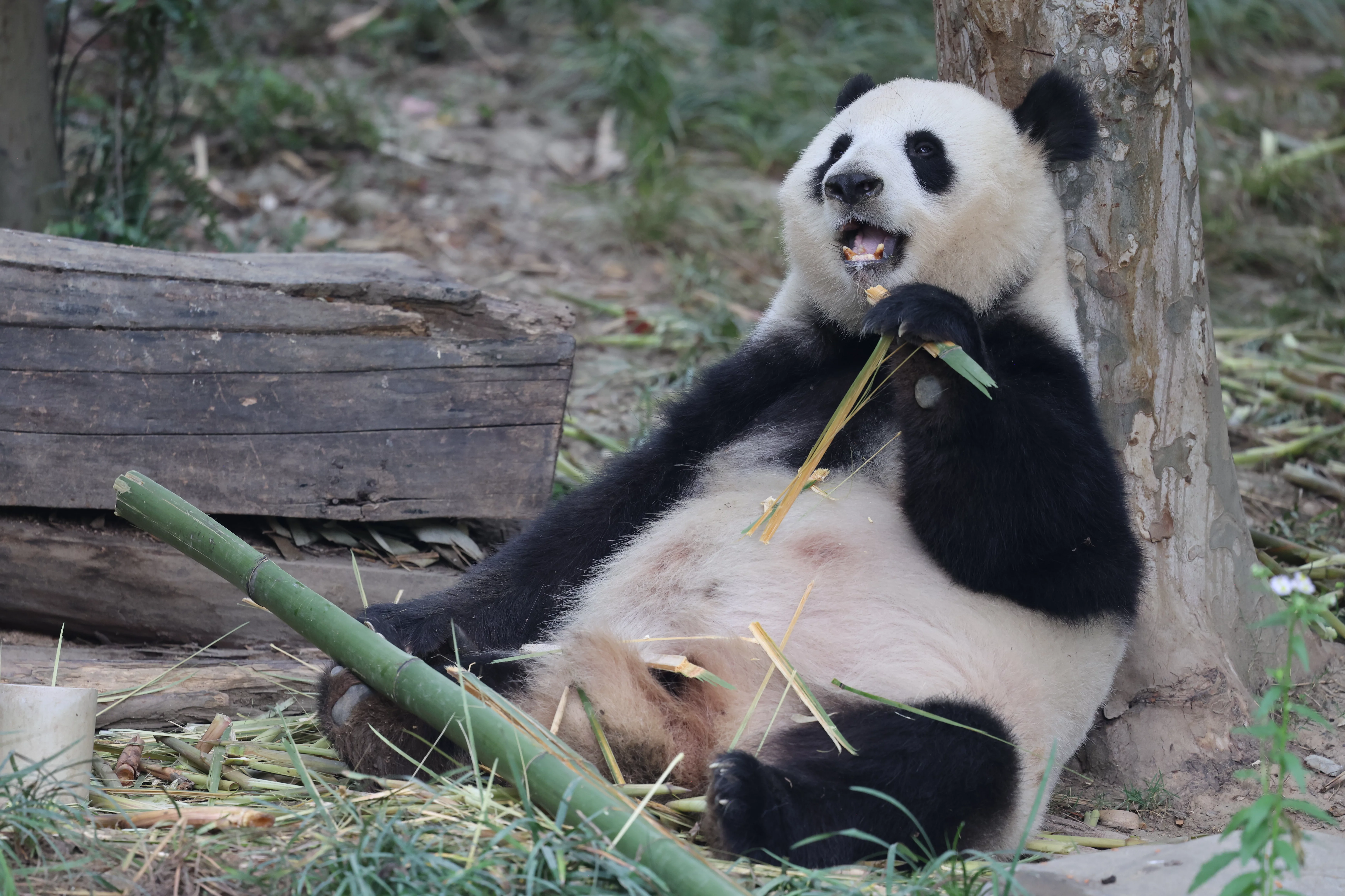 Chengdu Research Base of Giant Panda Breeding