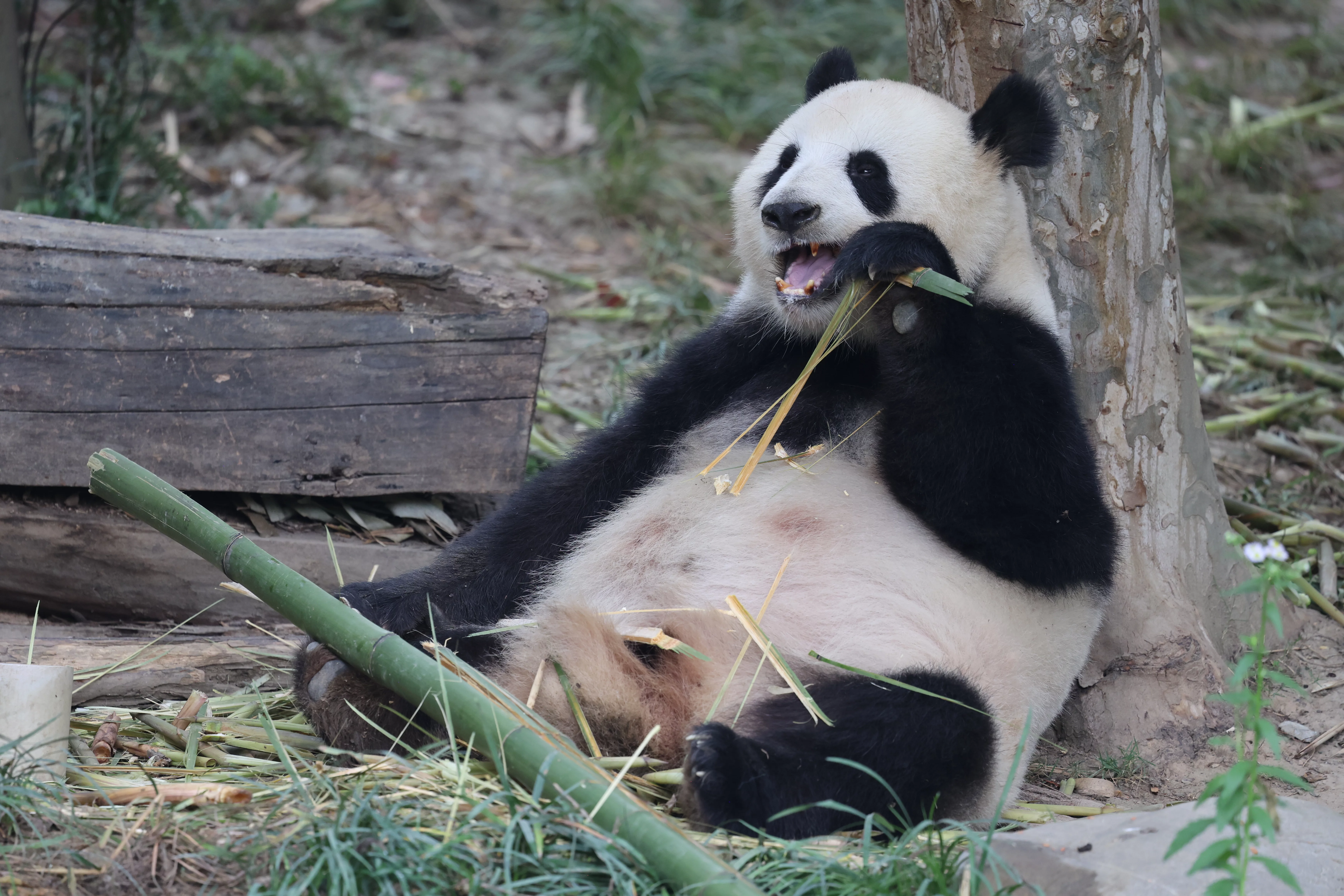 Chengdu Research Base of Giant Panda Breeding