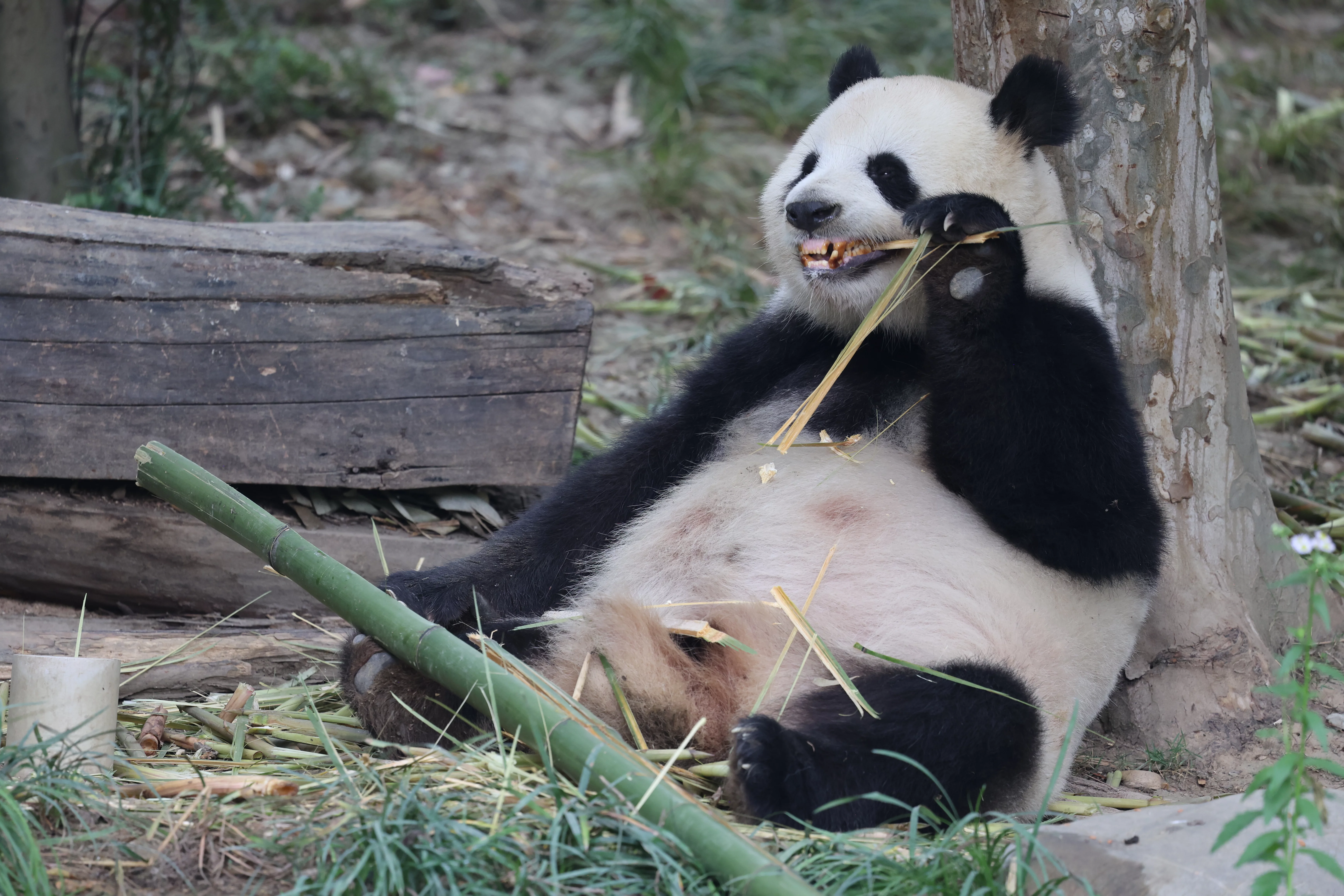 Chengdu Research Base of Giant Panda Breeding