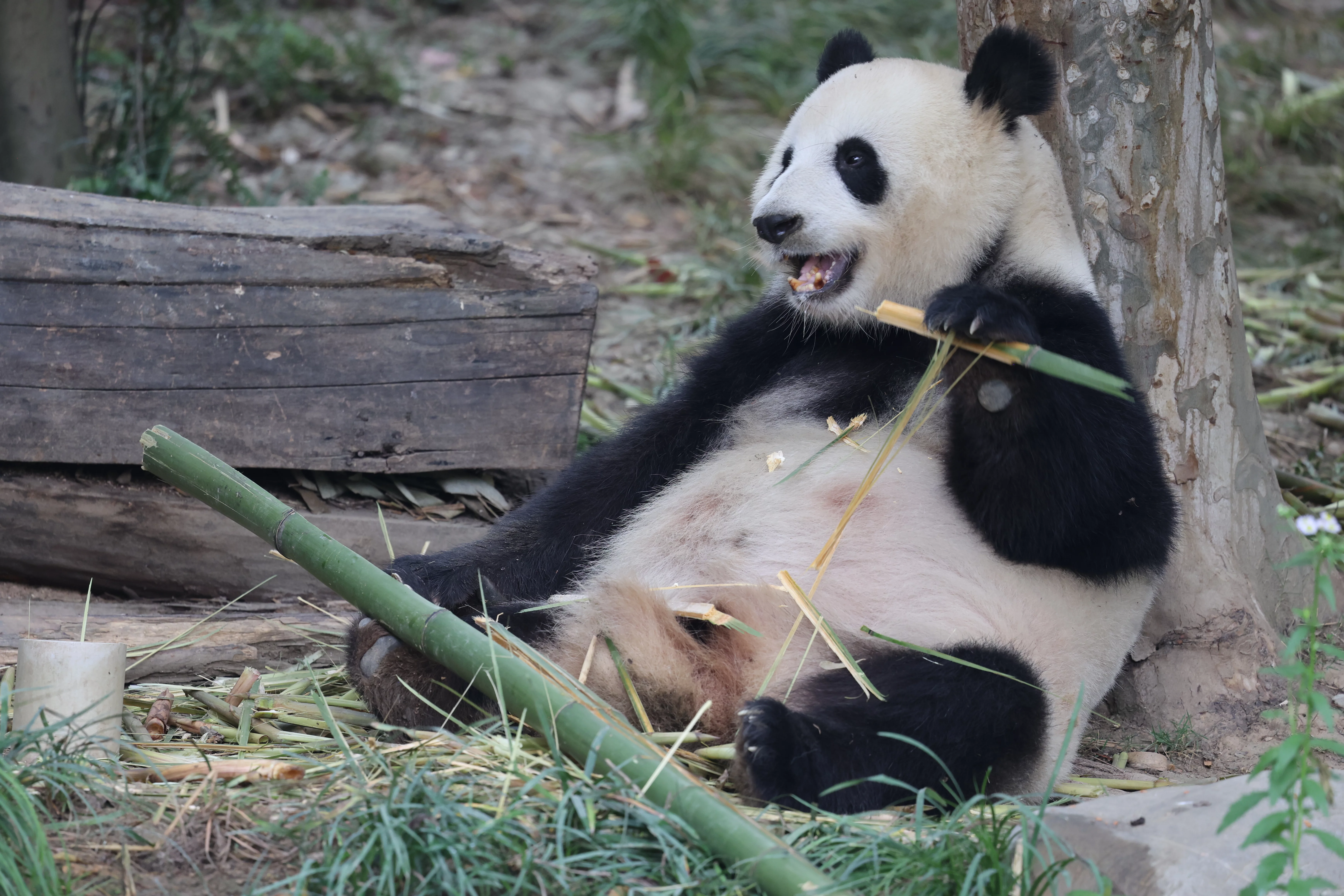 Chengdu Research Base of Giant Panda Breeding