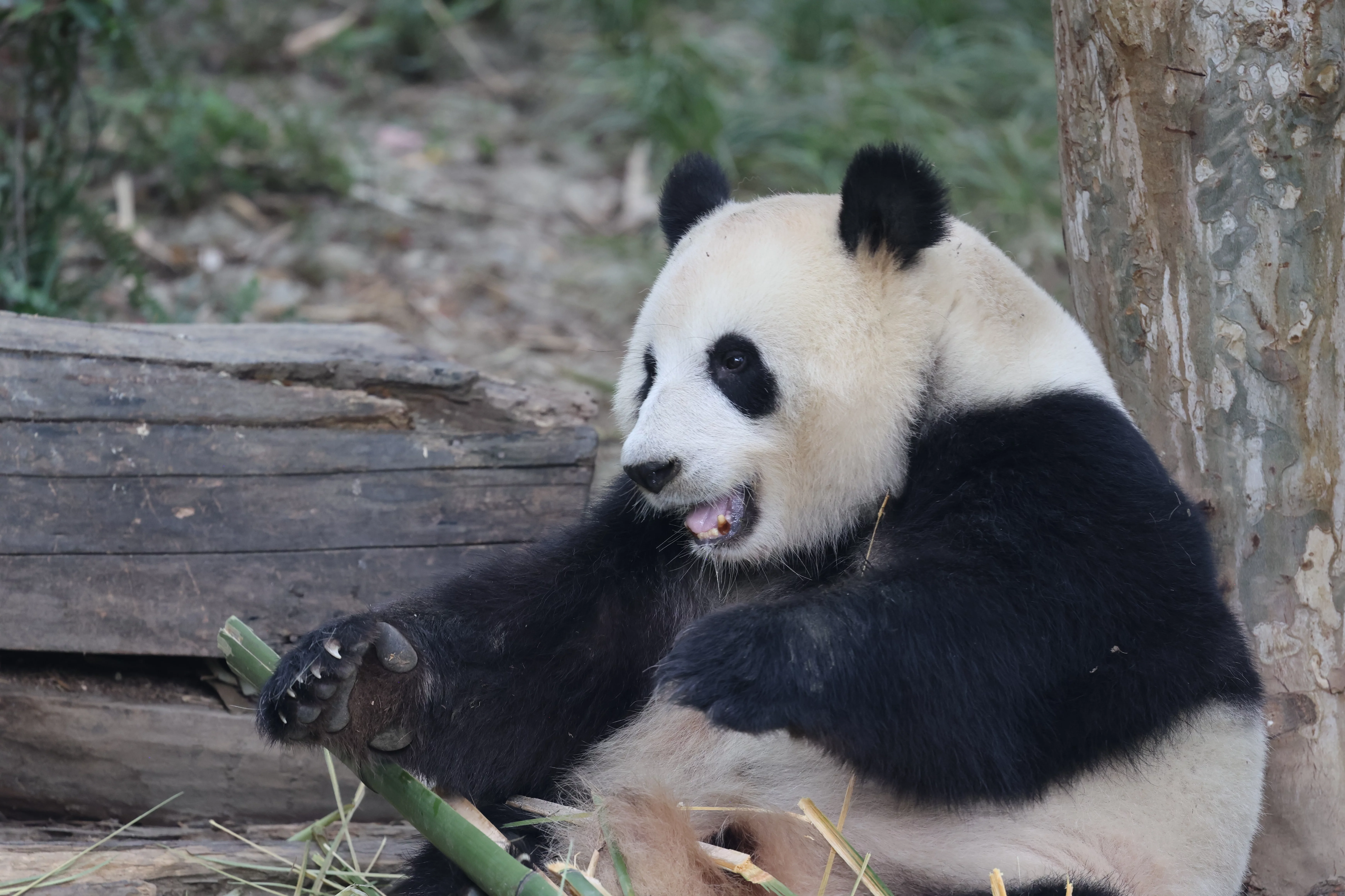 Chengdu Research Base of Giant Panda Breeding