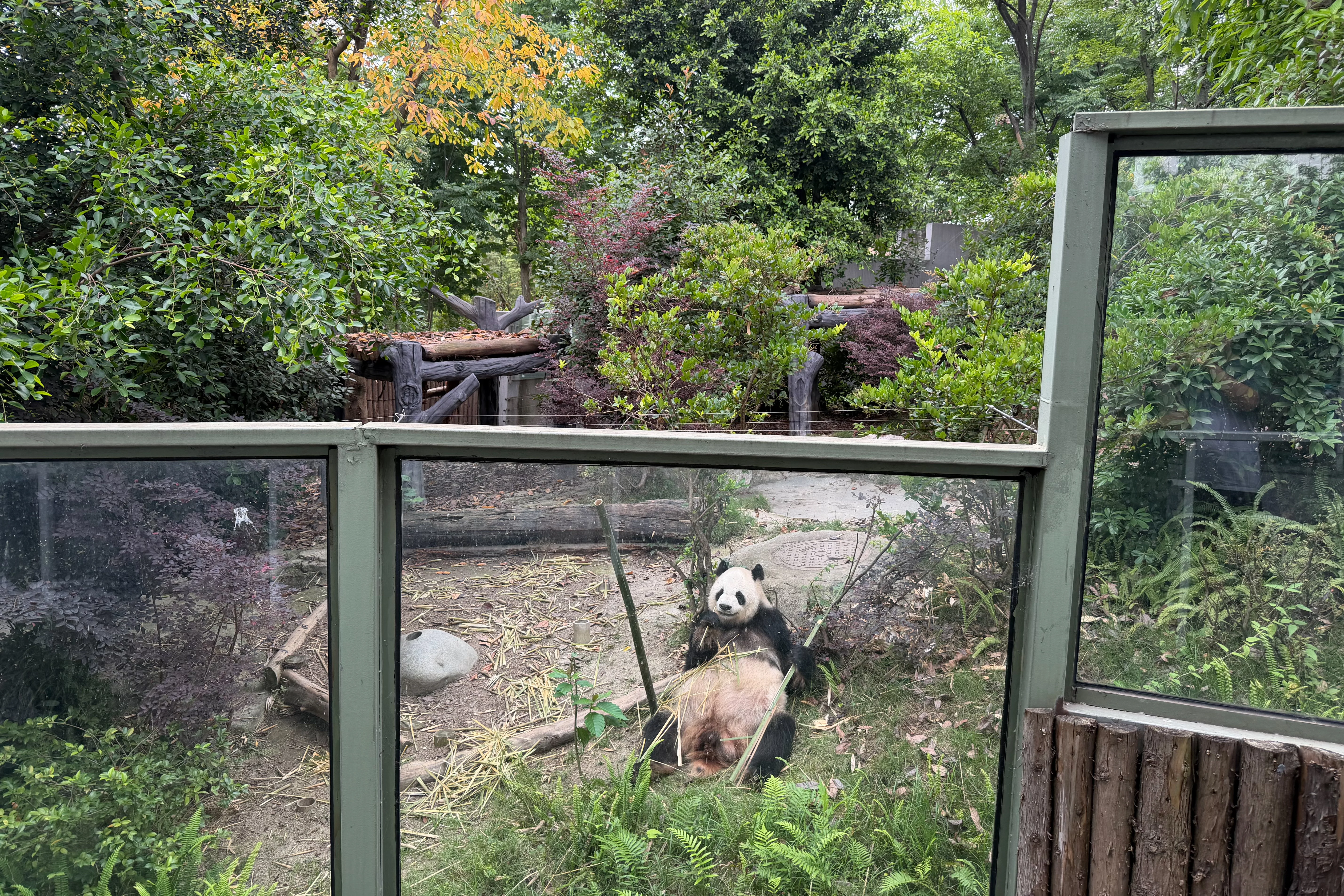 Chengdu Research Base of Giant Panda Breeding