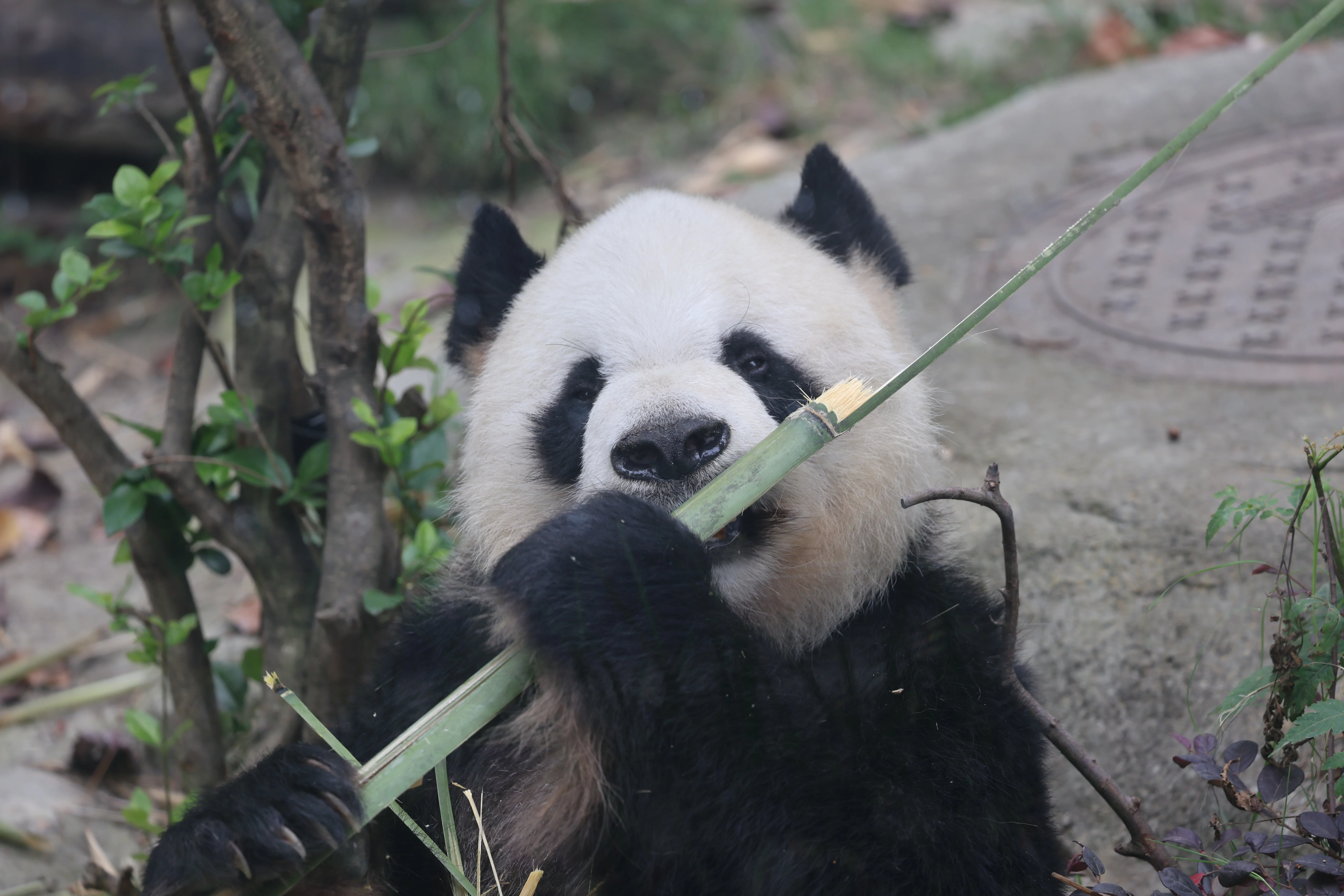 Chengdu Research Base of Giant Panda Breeding
