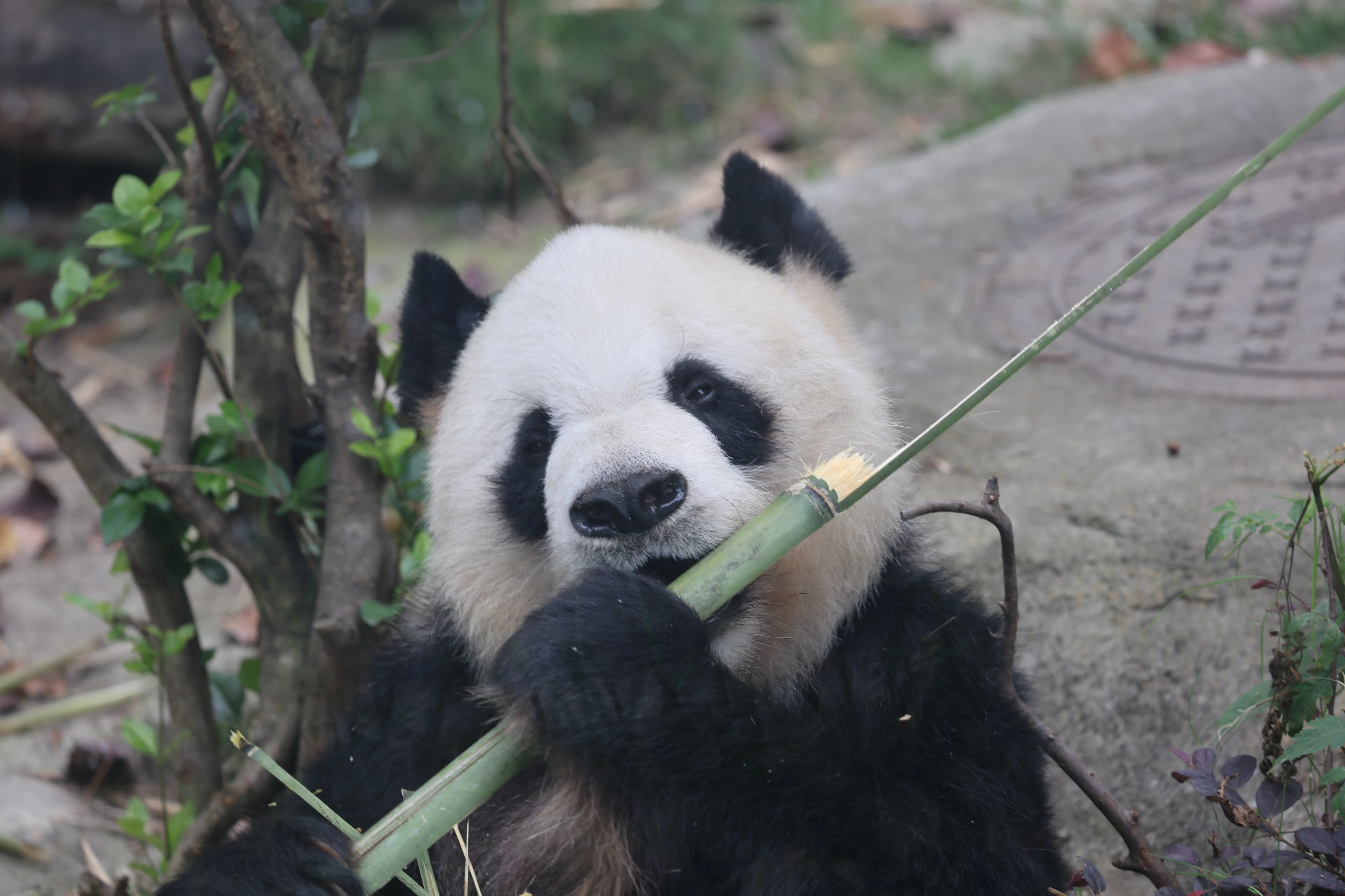 Chengdu Research Base of Giant Panda Breeding