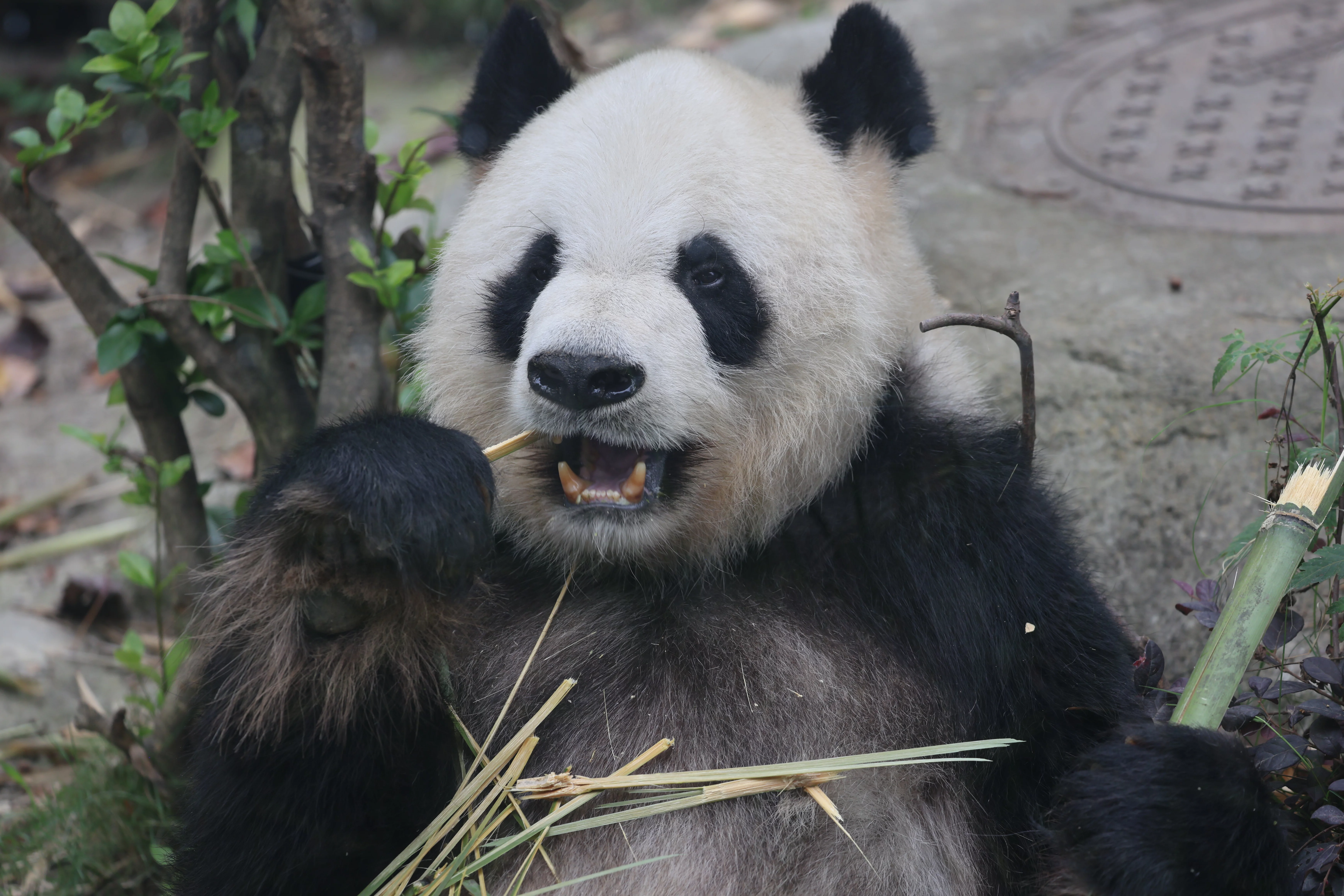 Chengdu Research Base of Giant Panda Breeding