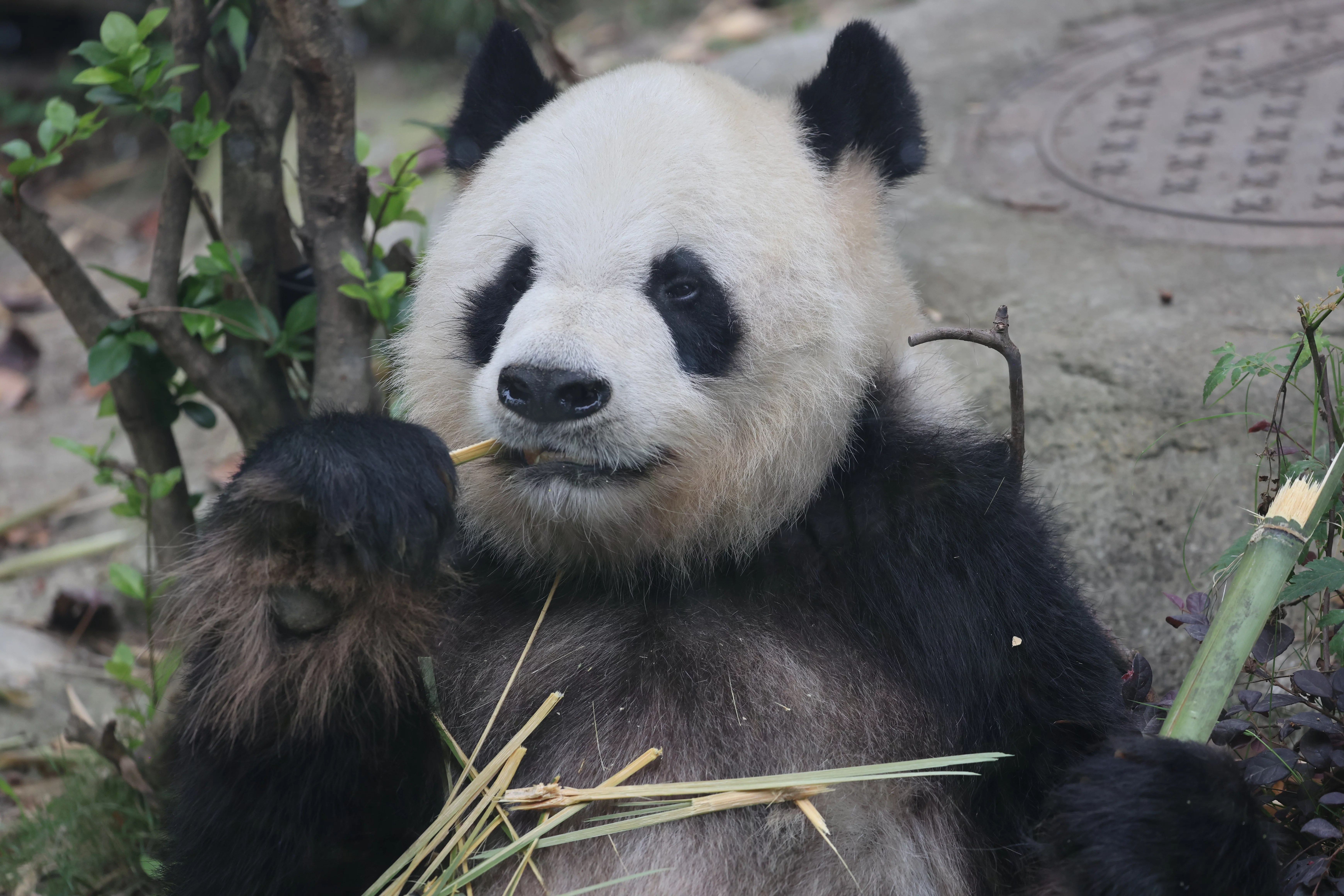 Chengdu Research Base of Giant Panda Breeding