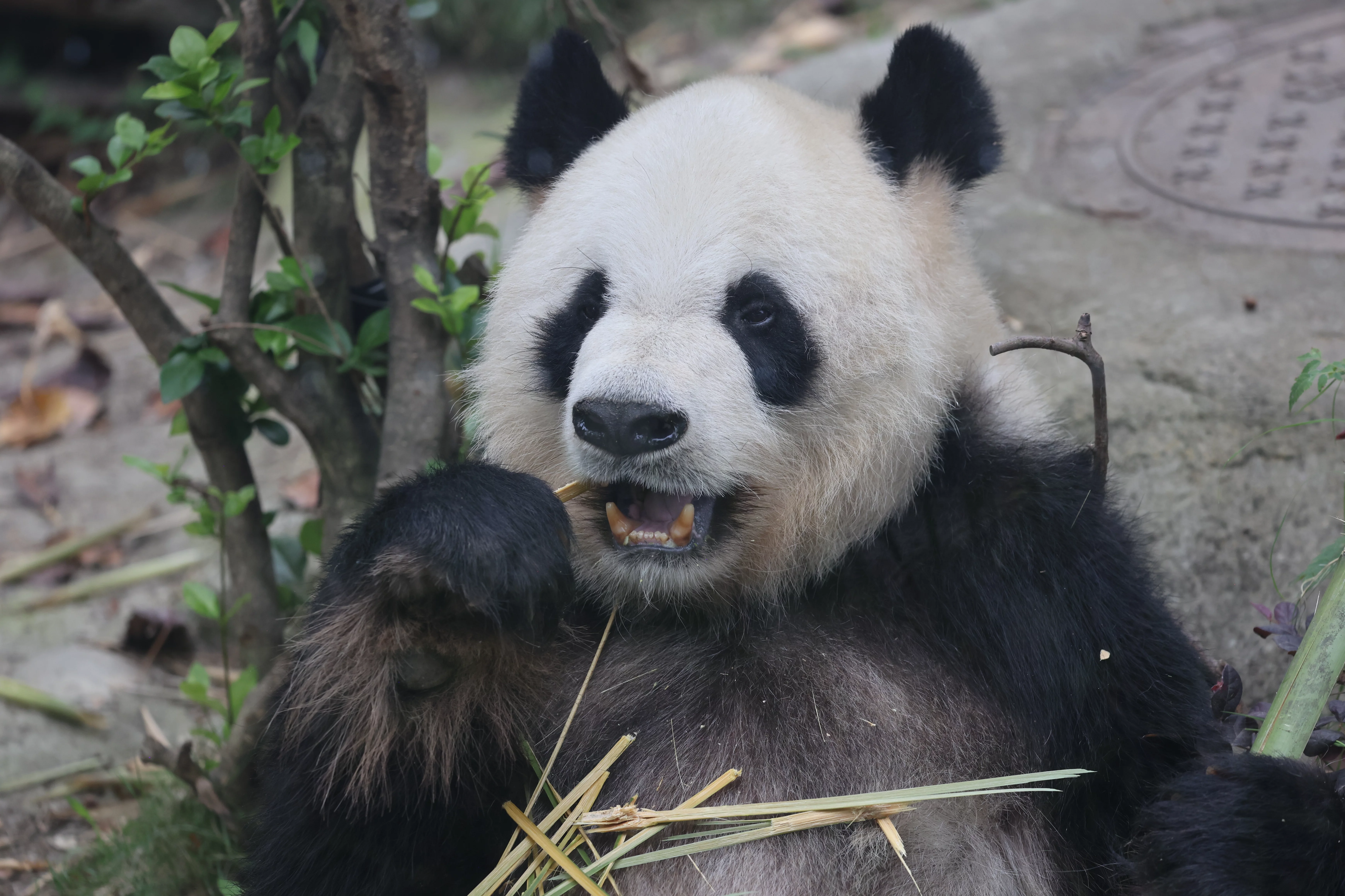 Chengdu Research Base of Giant Panda Breeding