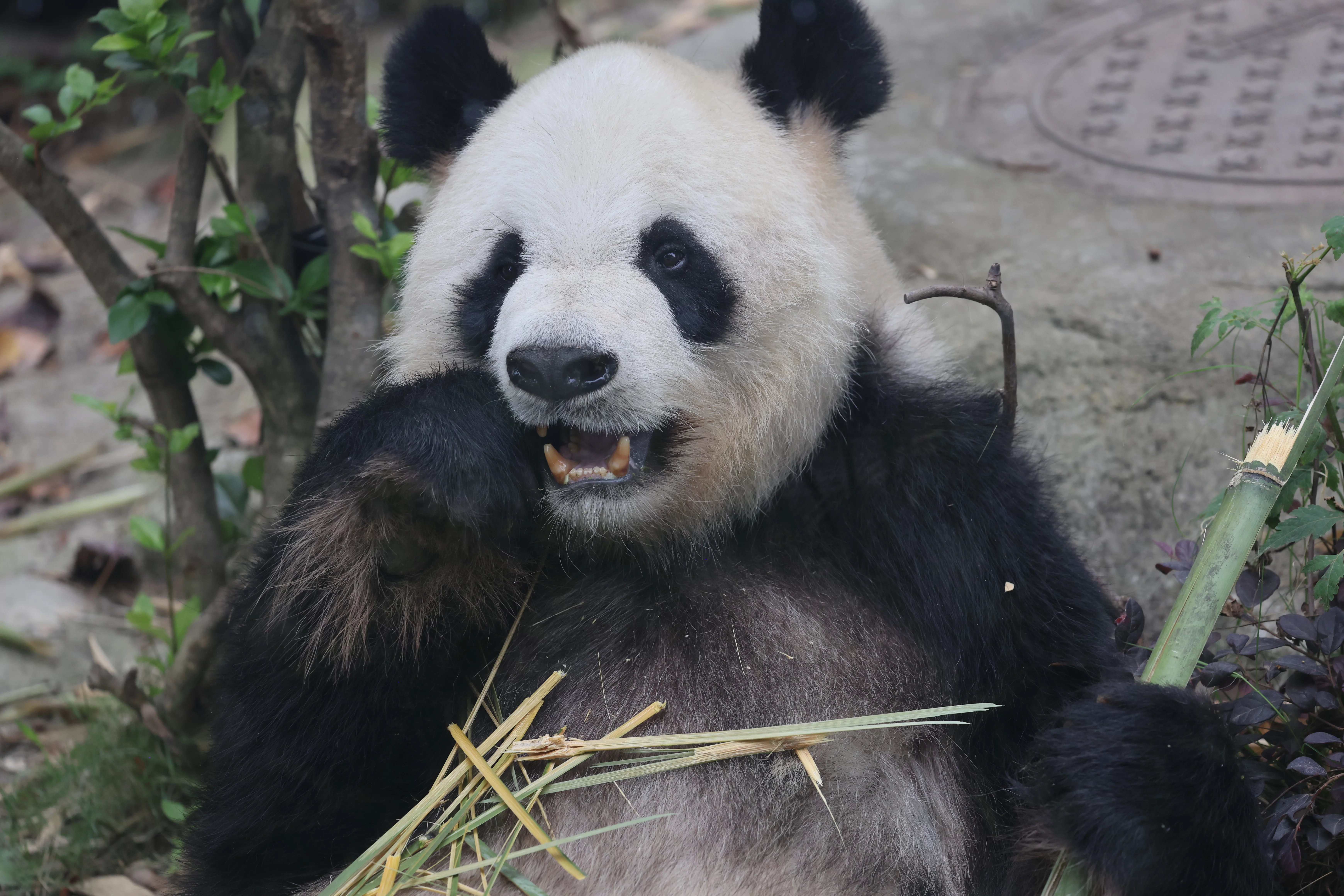 Chengdu Research Base of Giant Panda Breeding