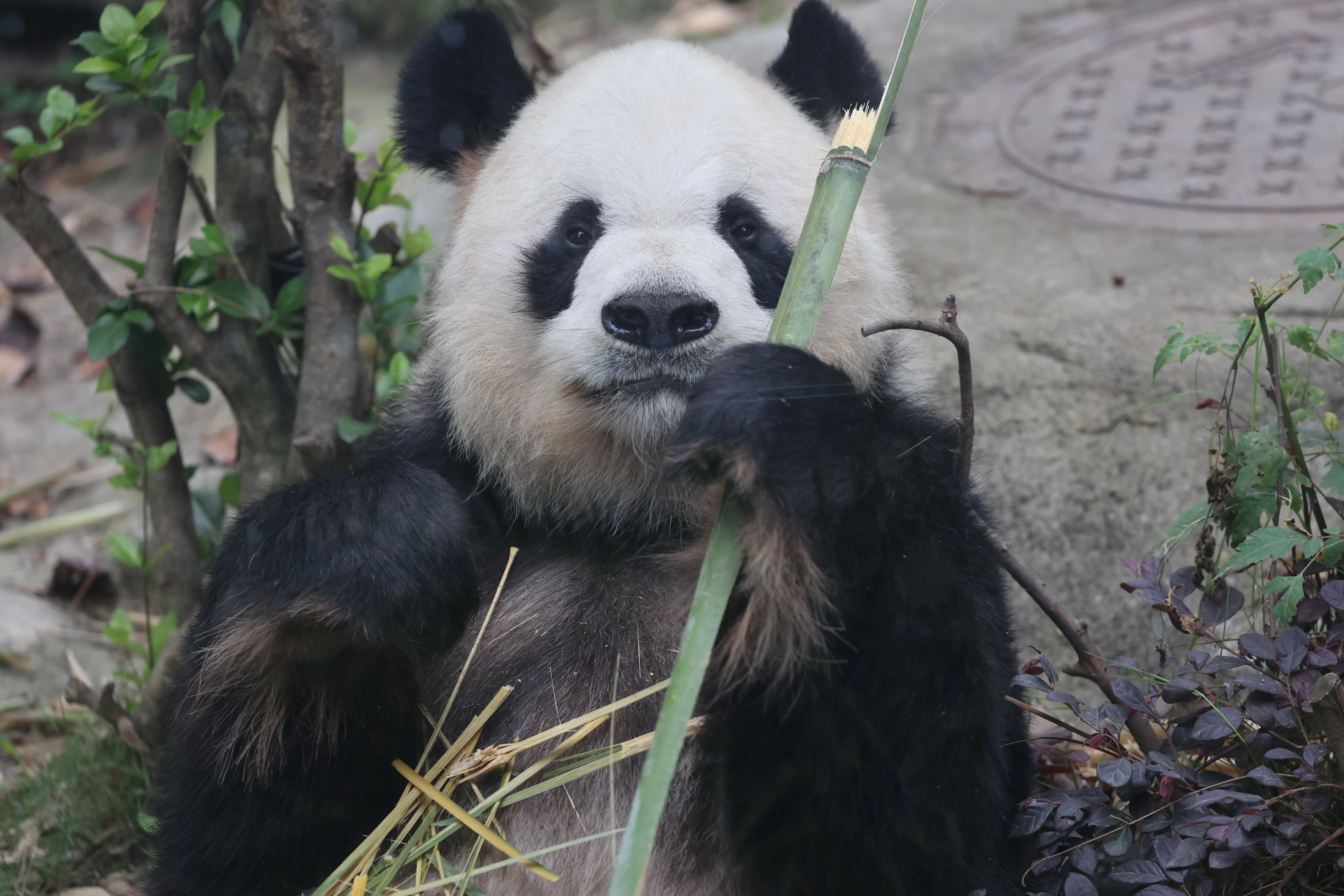 Chengdu Research Base of Giant Panda Breeding