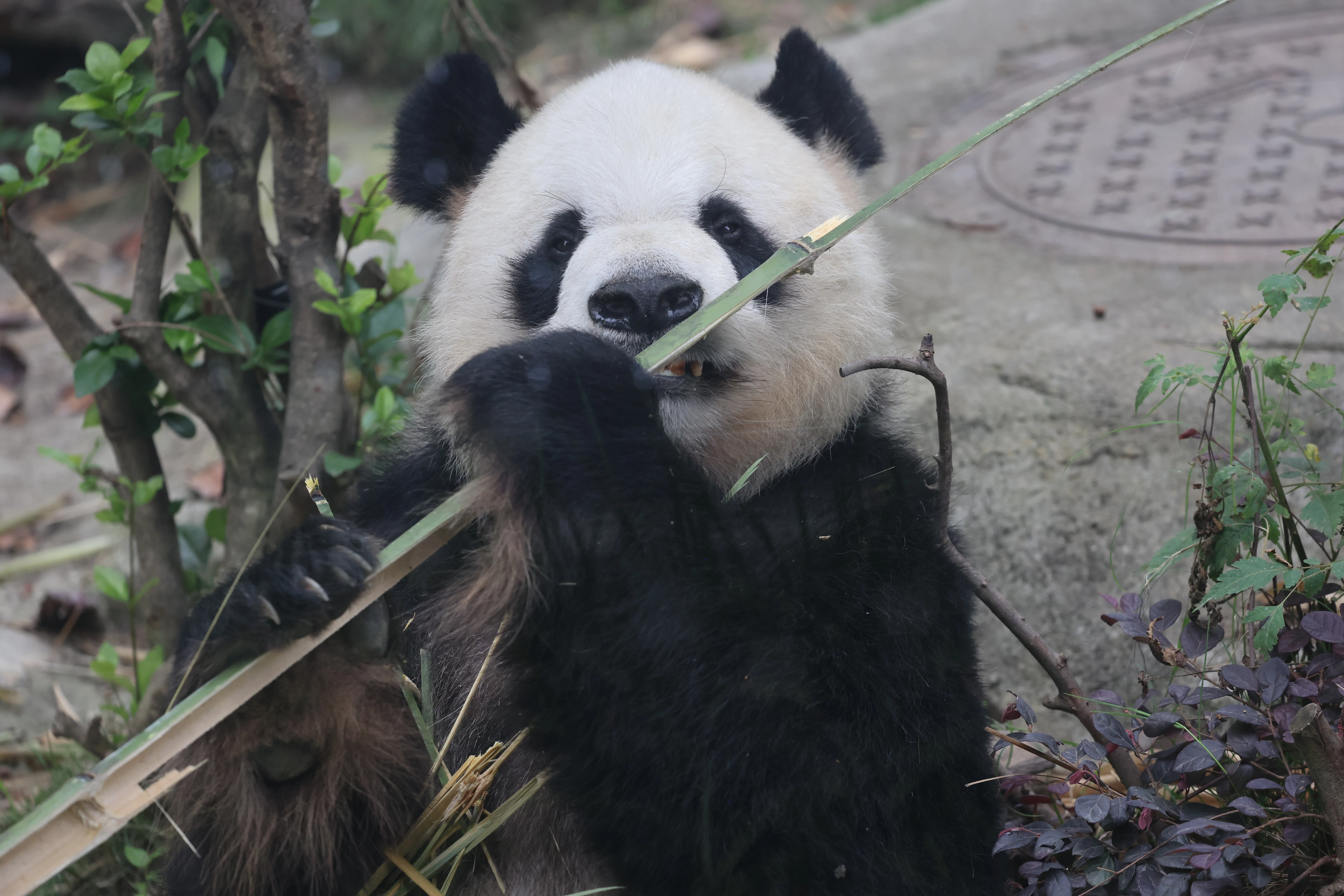 Chengdu Research Base of Giant Panda Breeding
