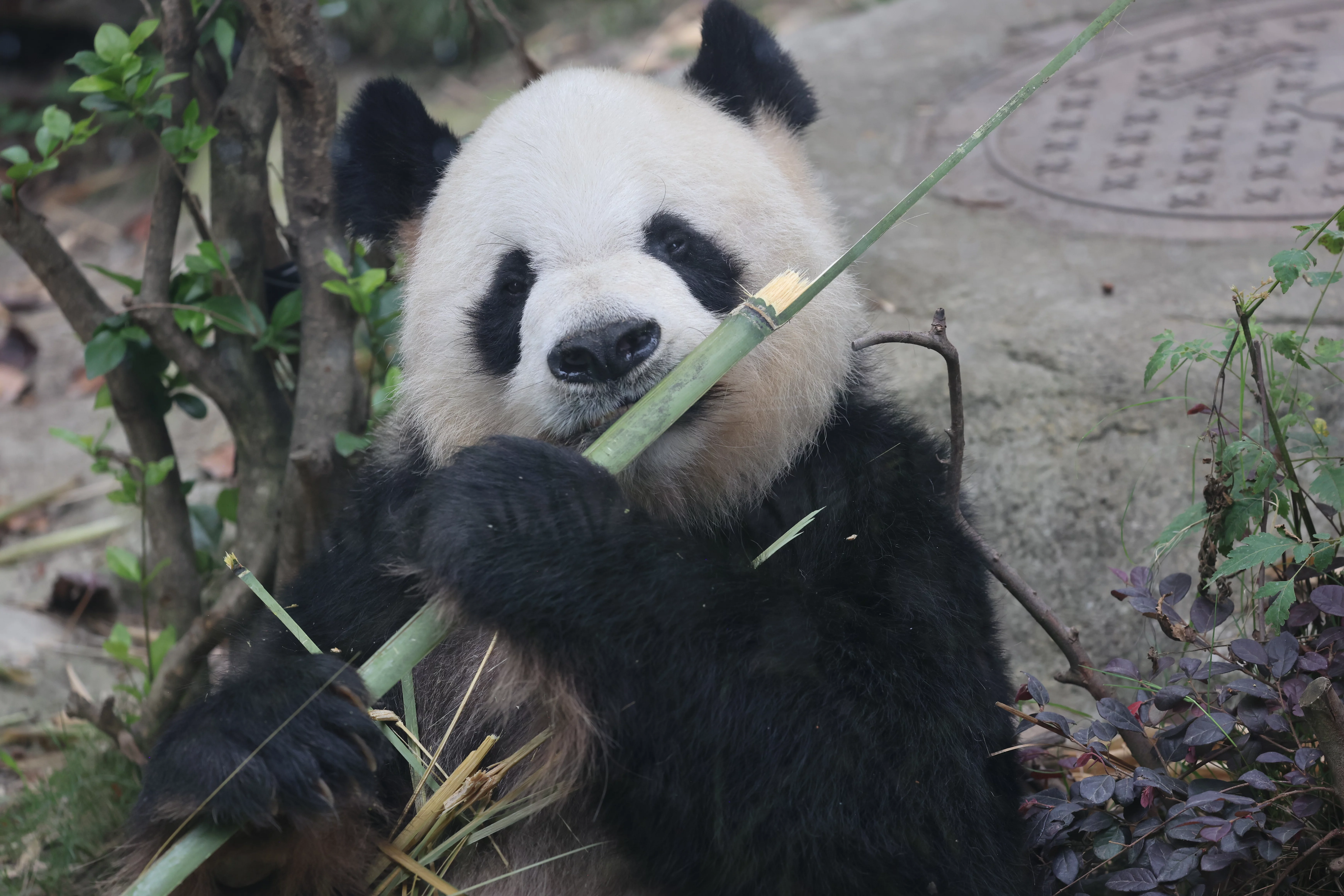 Chengdu Research Base of Giant Panda Breeding