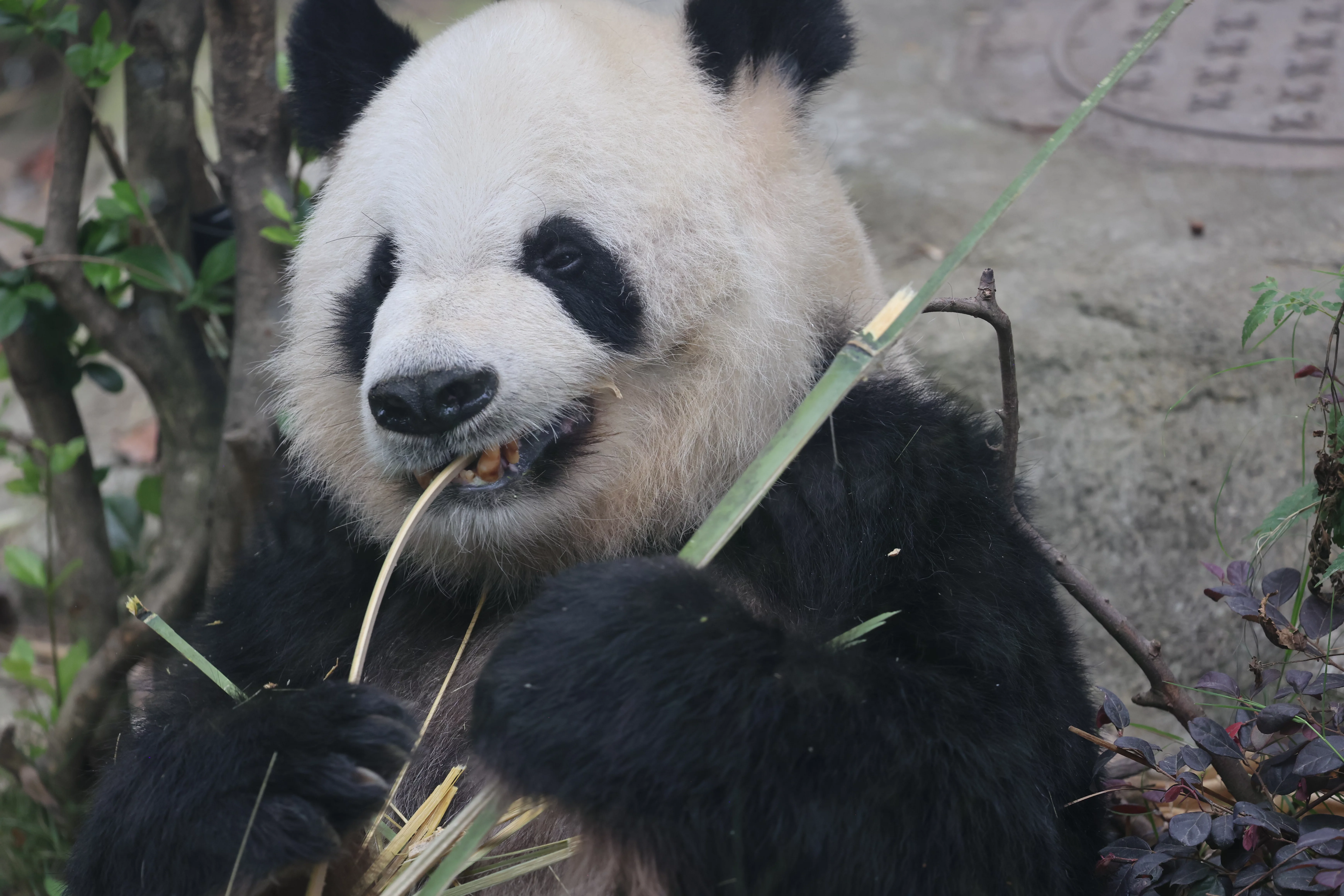 Chengdu Research Base of Giant Panda Breeding