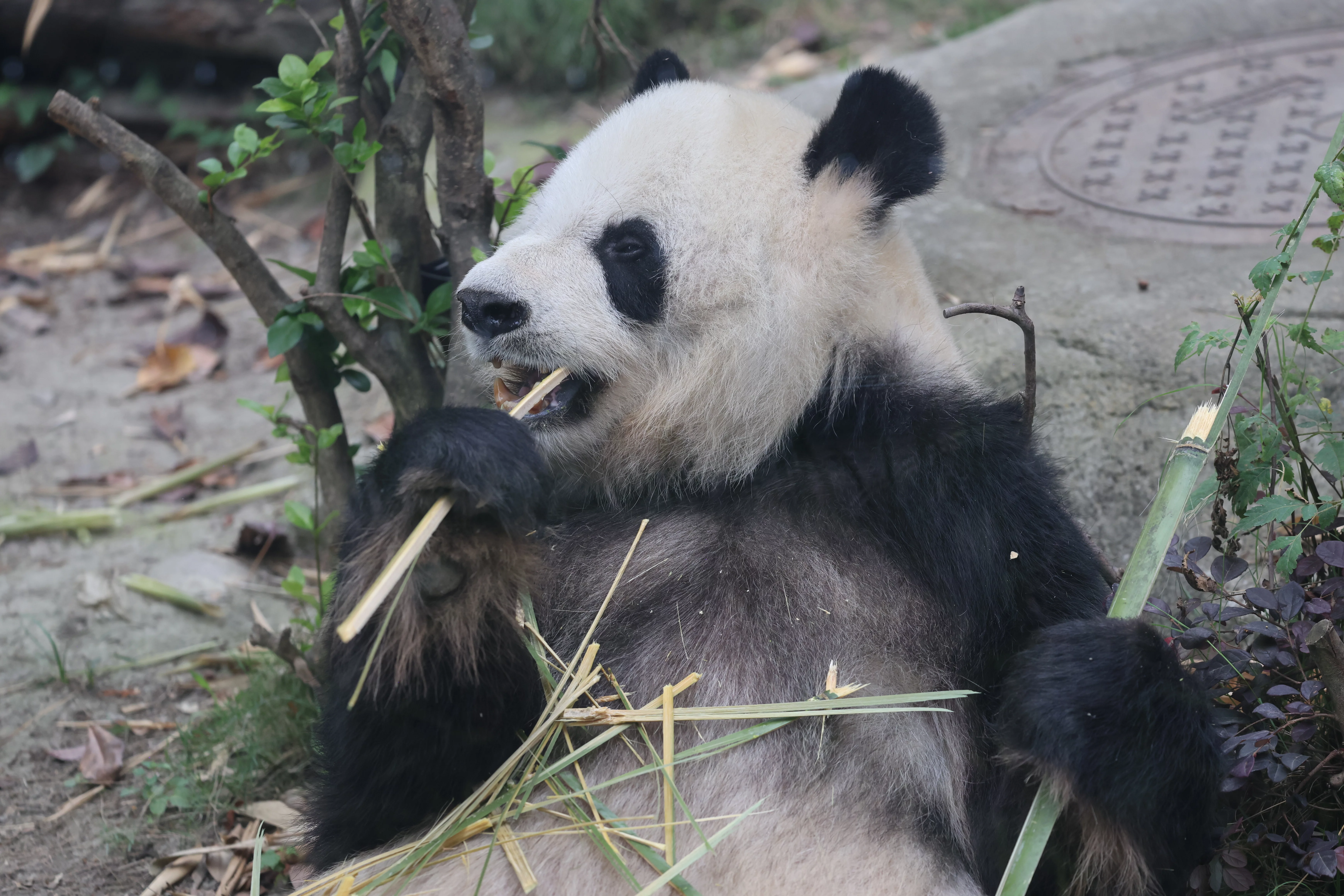 Chengdu Research Base of Giant Panda Breeding