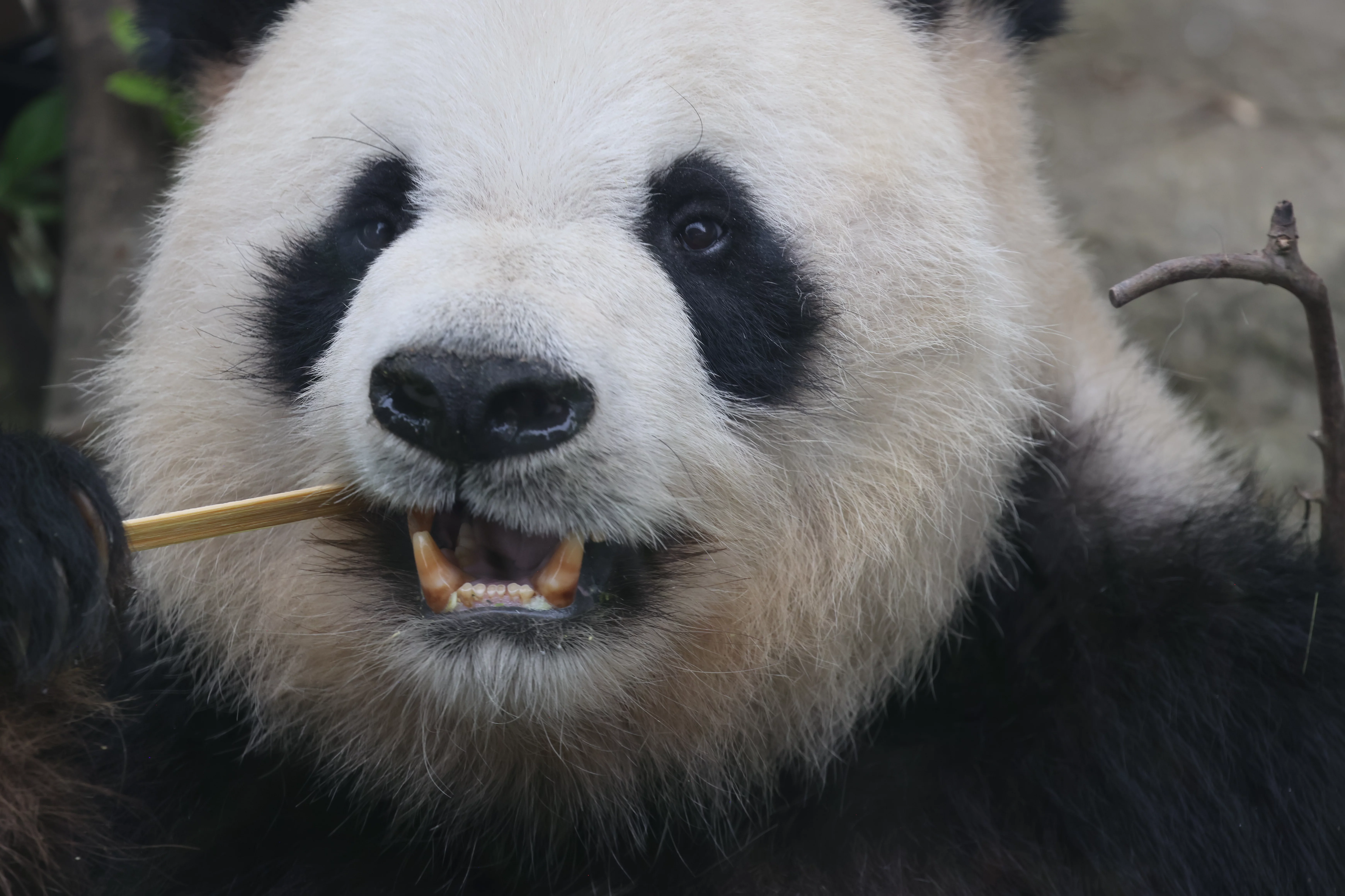 Chengdu Research Base of Giant Panda Breeding