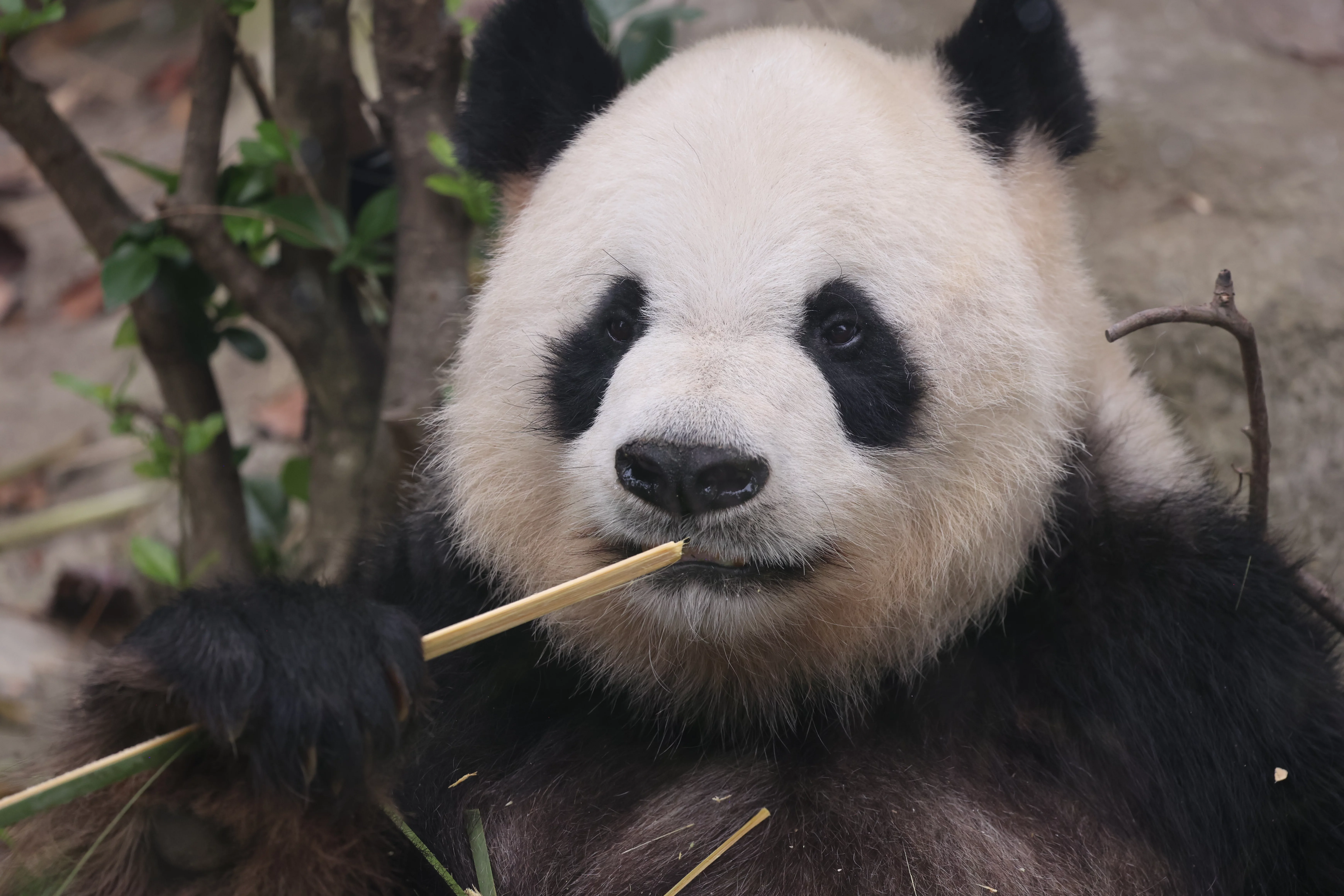 Chengdu Research Base of Giant Panda Breeding