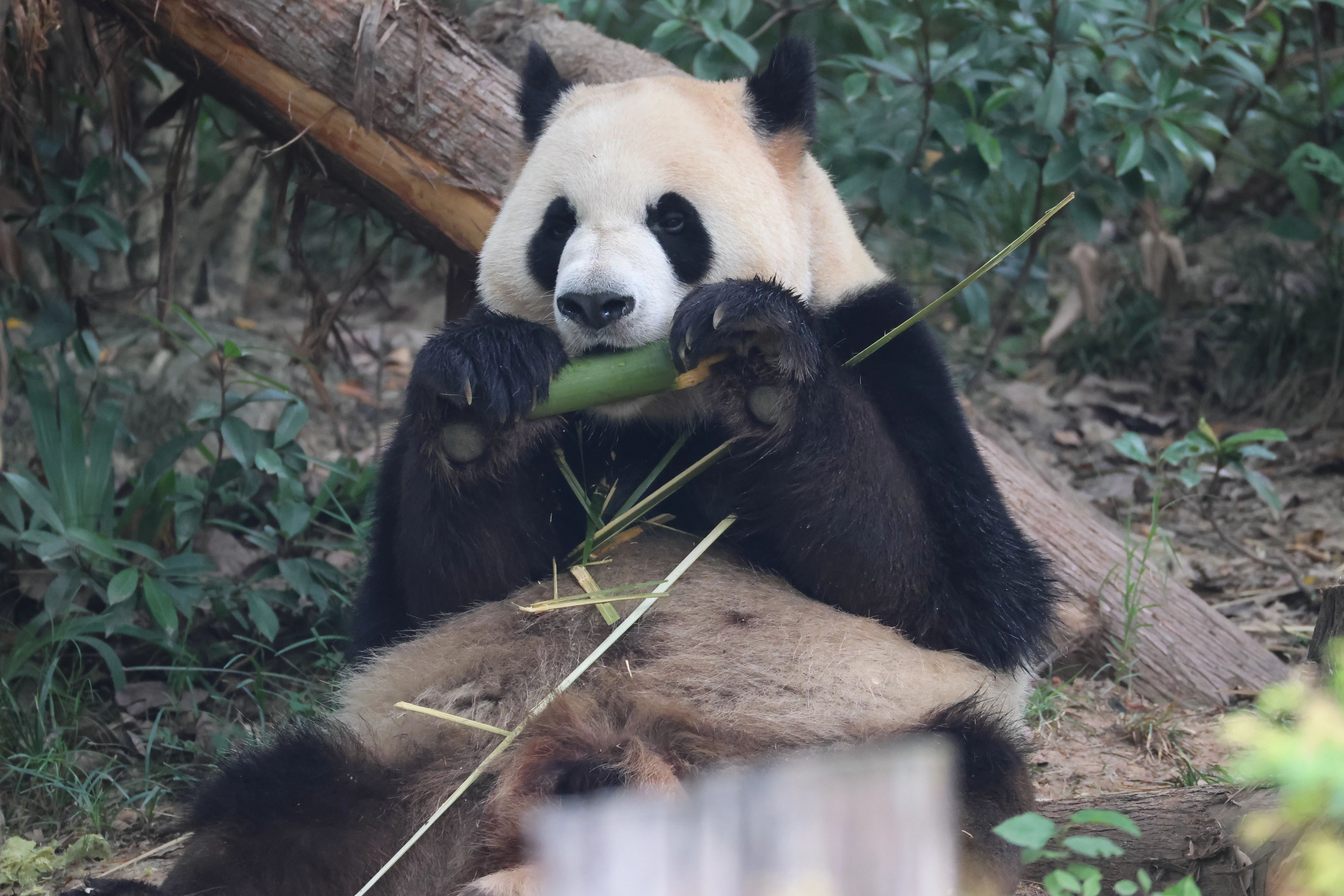 Chengdu Research Base of Giant Panda Breeding