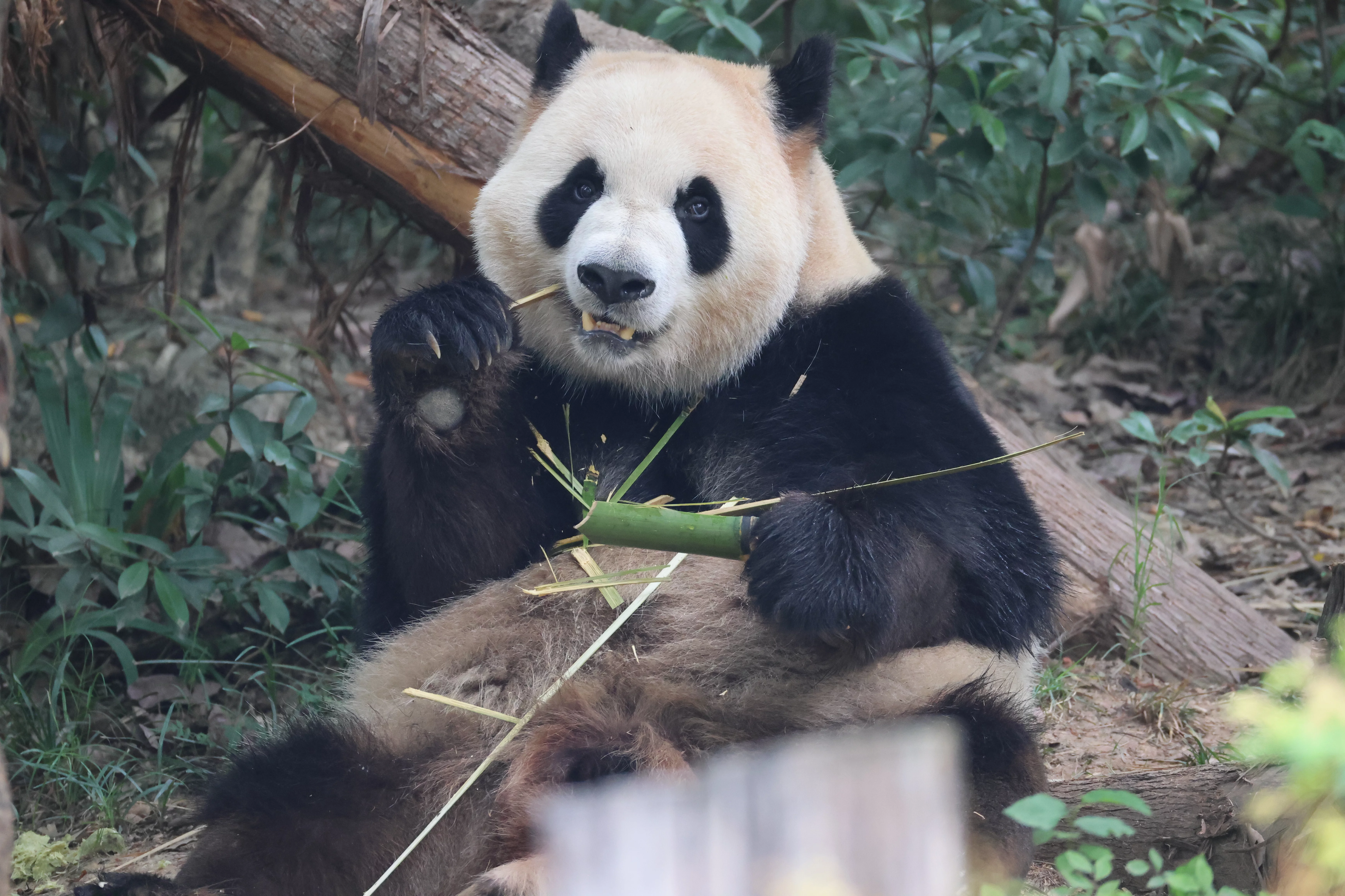 Chengdu Research Base of Giant Panda Breeding