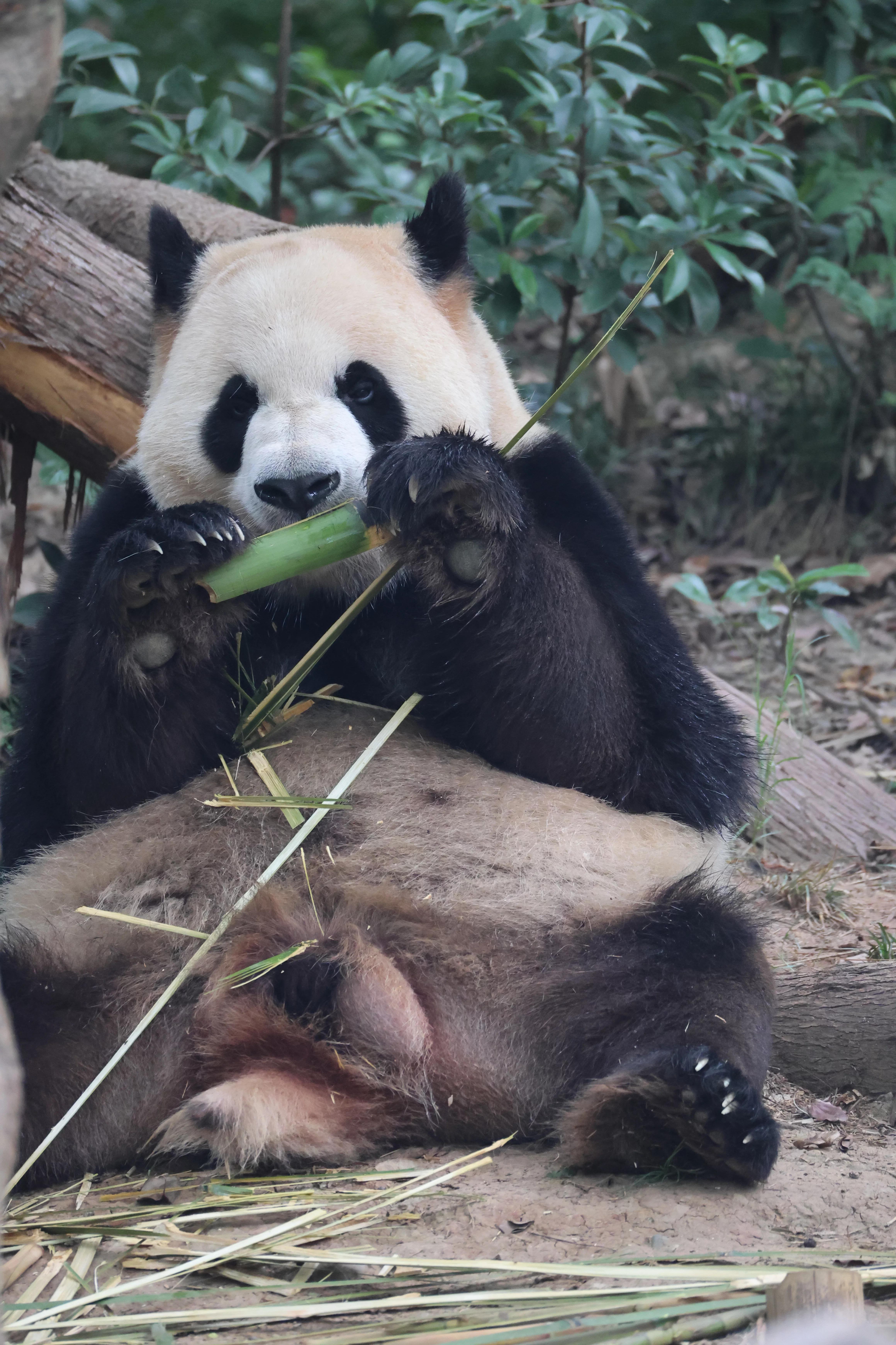 Chengdu Research Base of Giant Panda Breeding