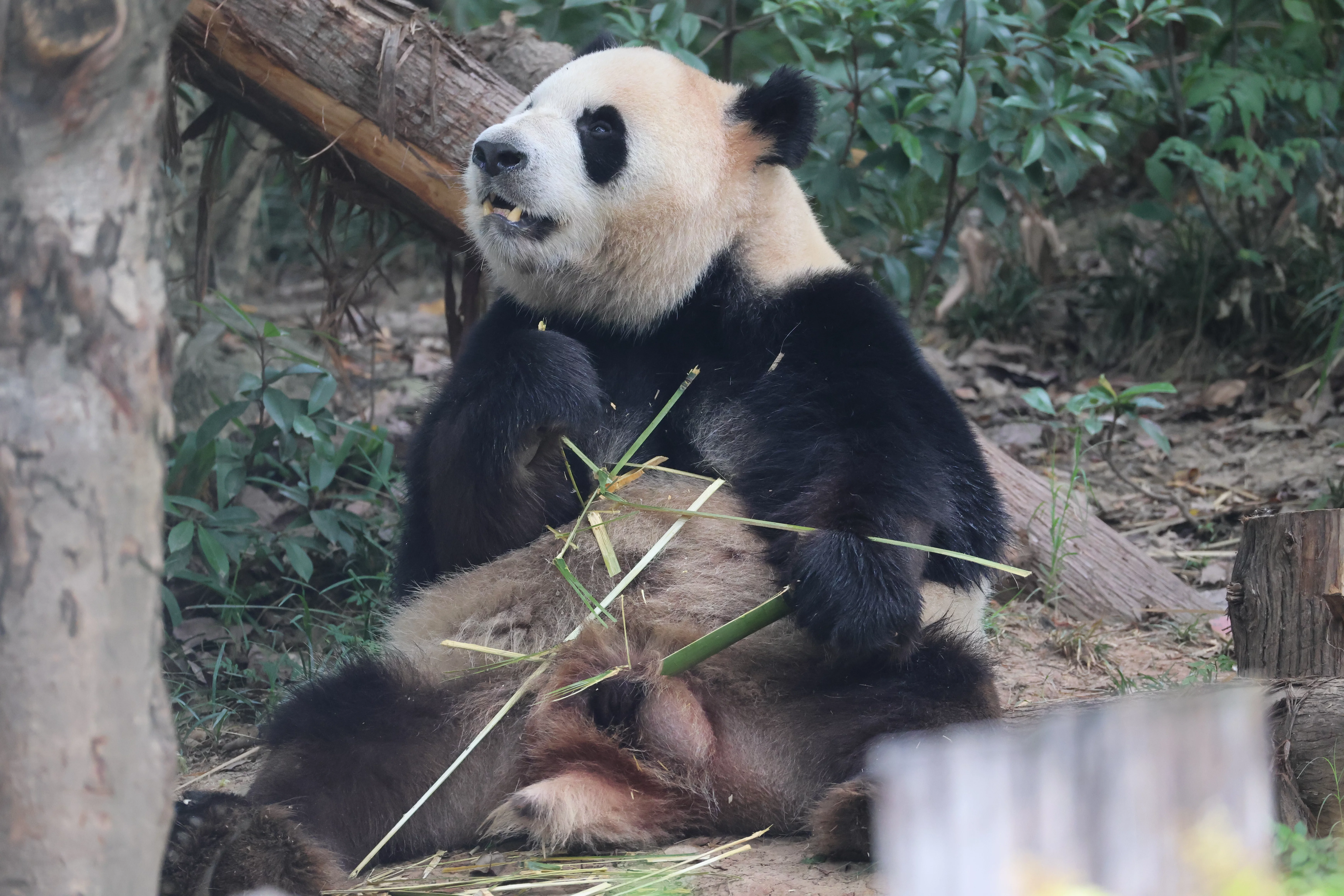 Chengdu Research Base of Giant Panda Breeding
