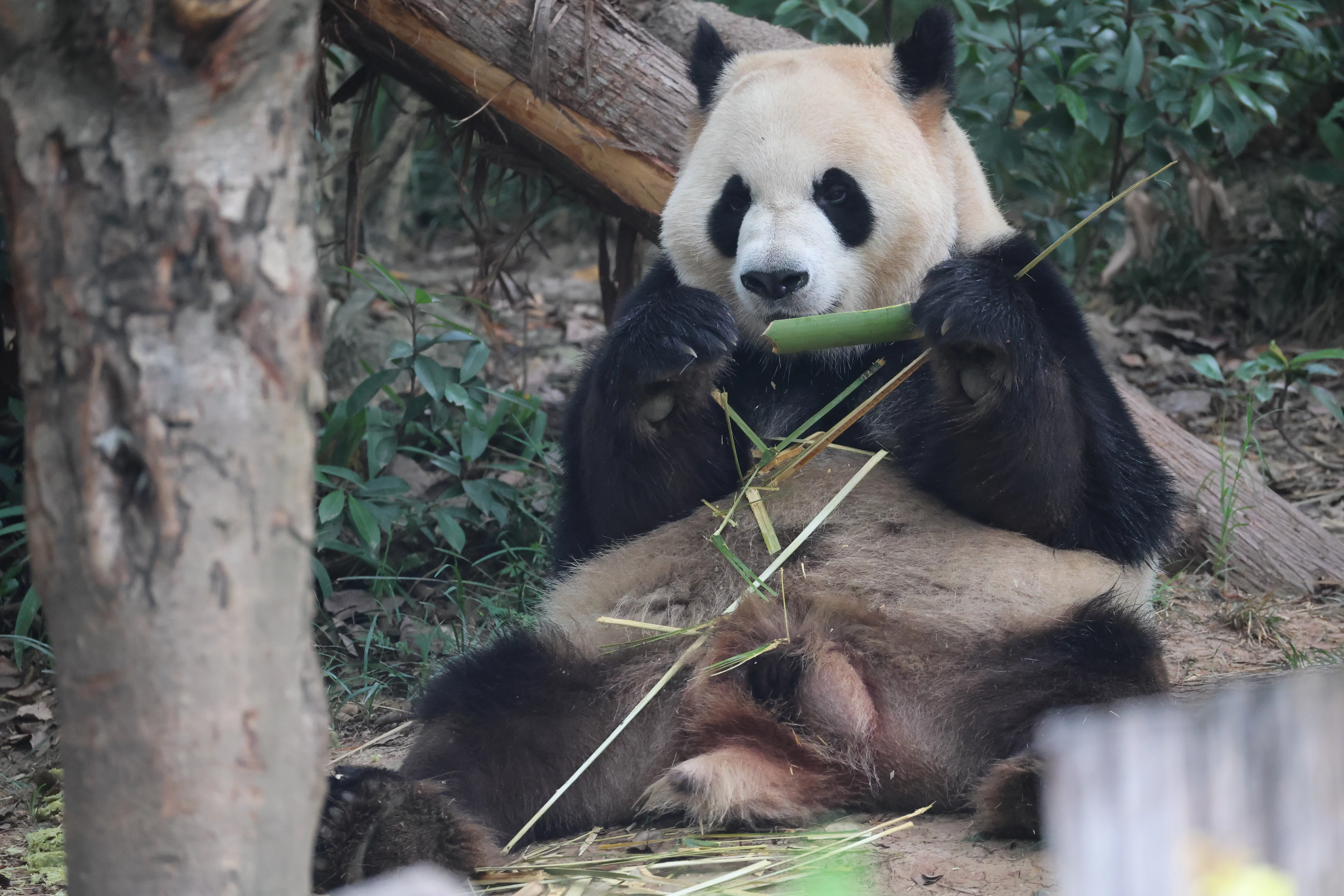 Chengdu Research Base of Giant Panda Breeding
