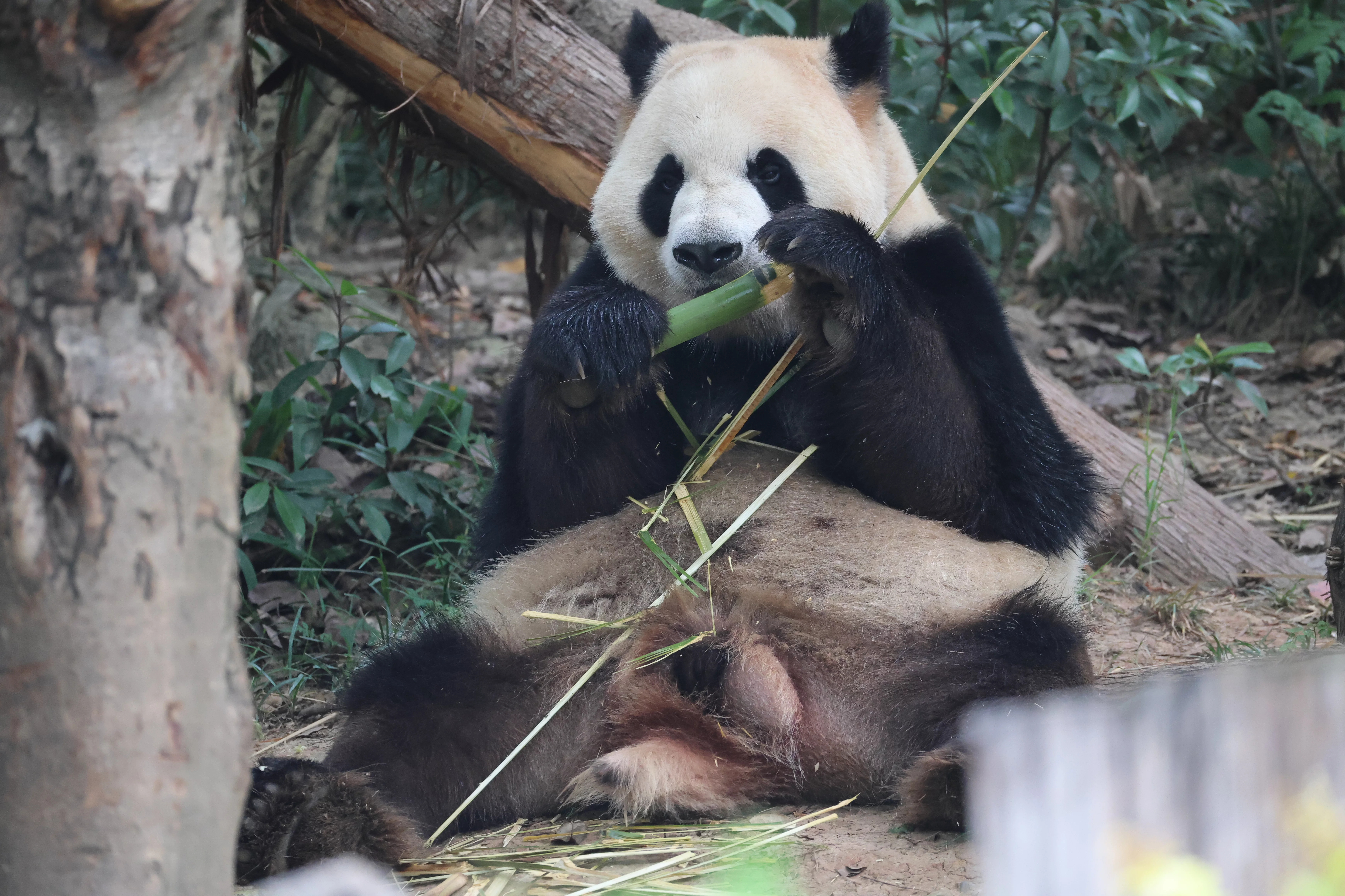 Chengdu Research Base of Giant Panda Breeding