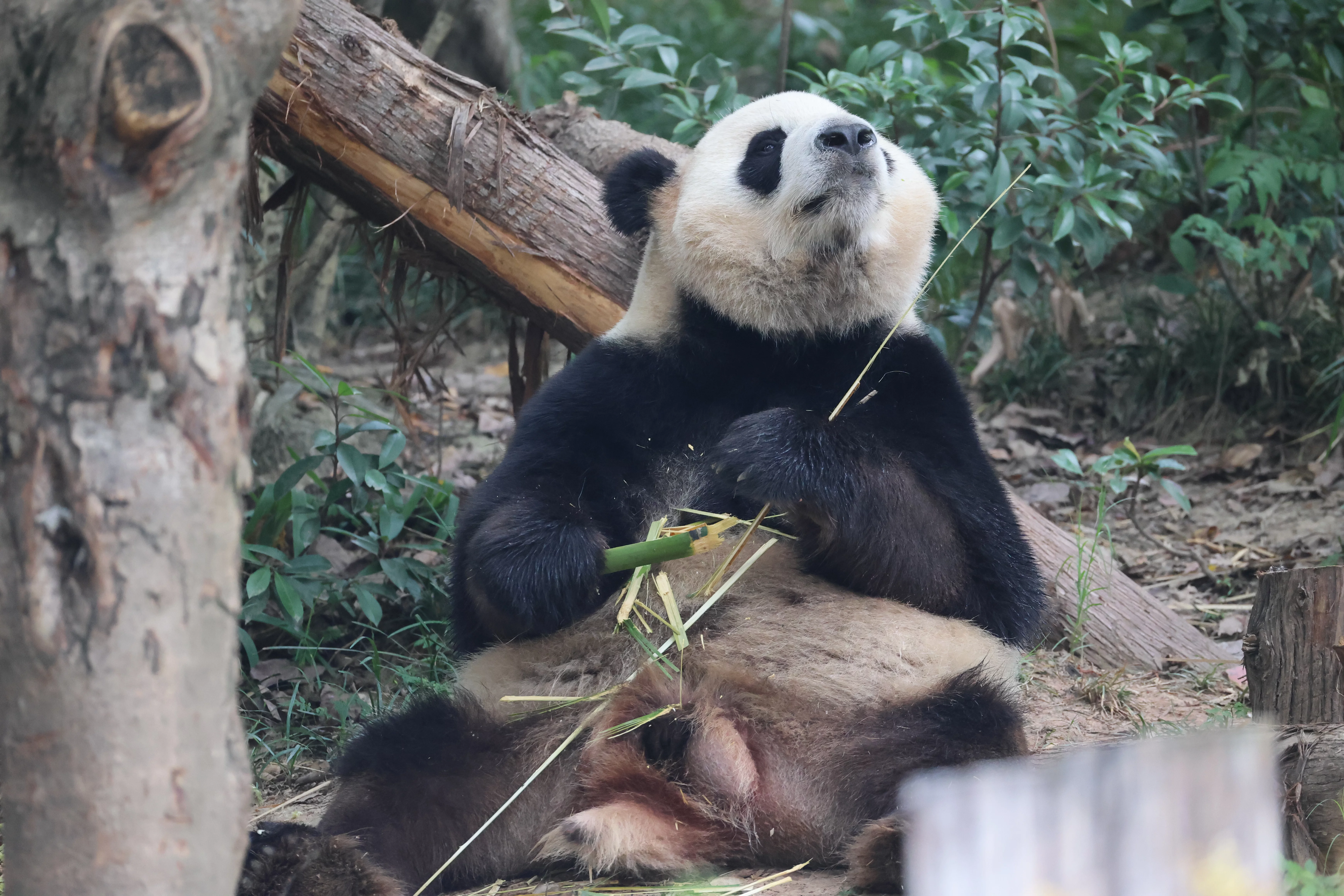 Chengdu Research Base of Giant Panda Breeding