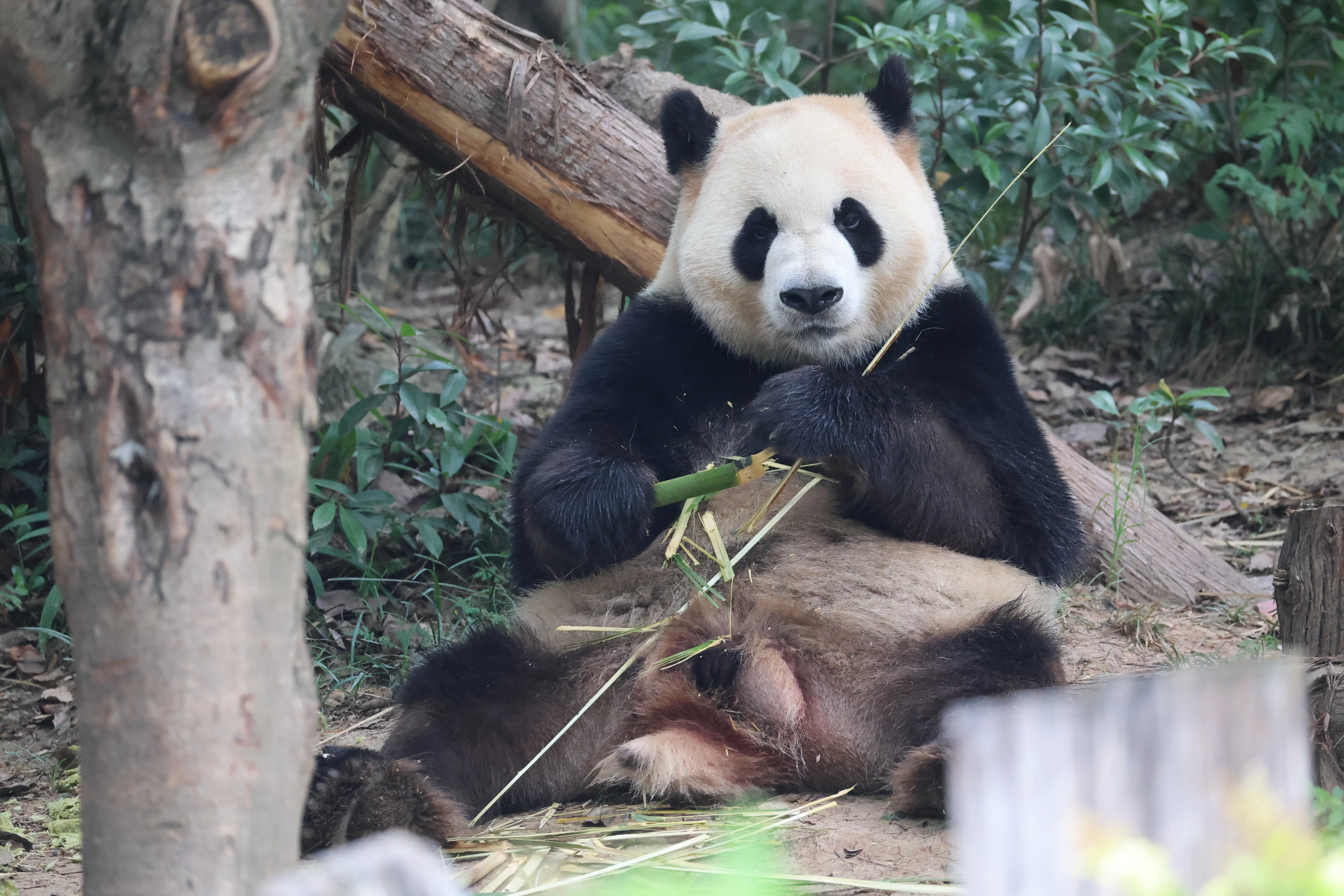 Chengdu Research Base of Giant Panda Breeding