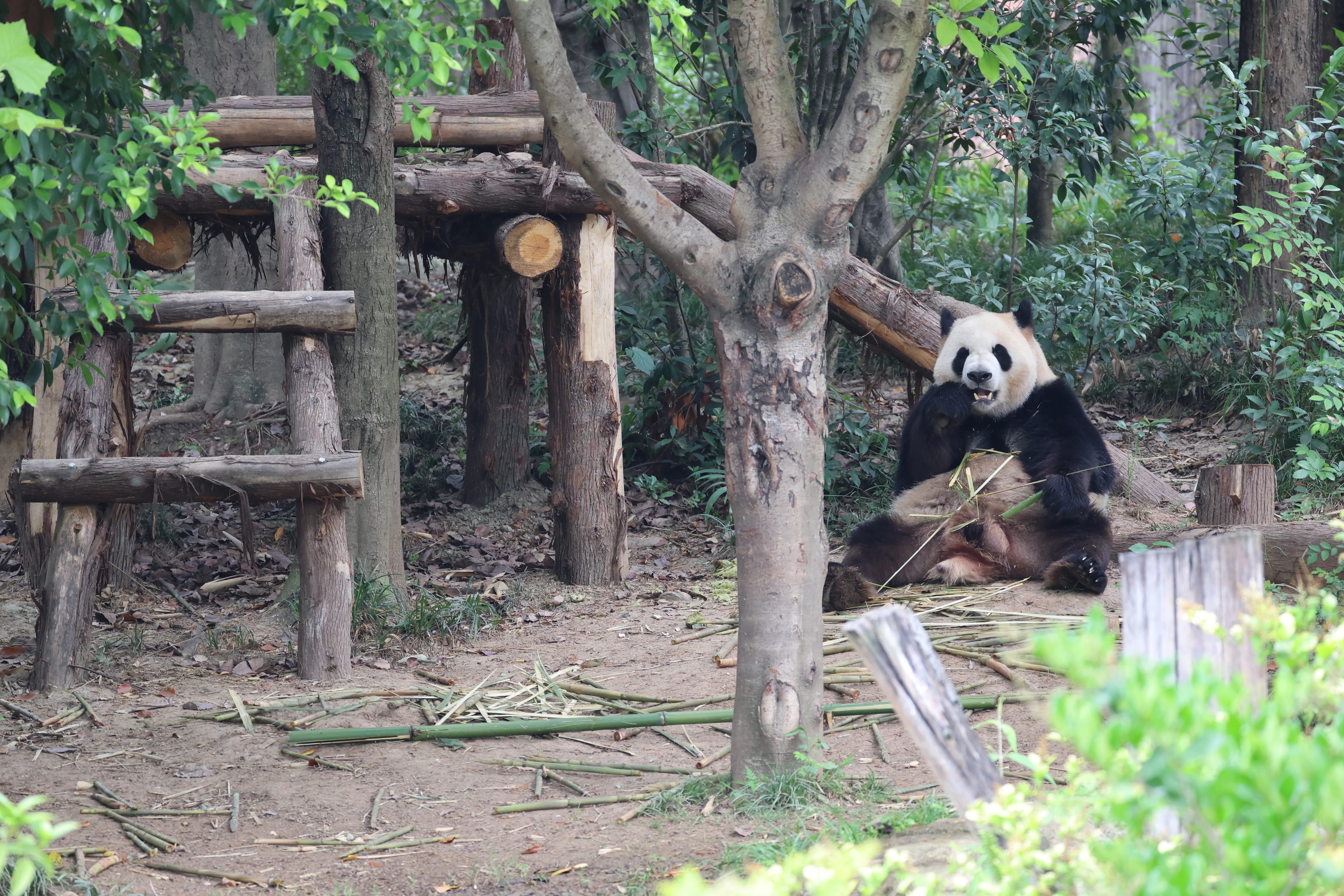 Chengdu Research Base of Giant Panda Breeding