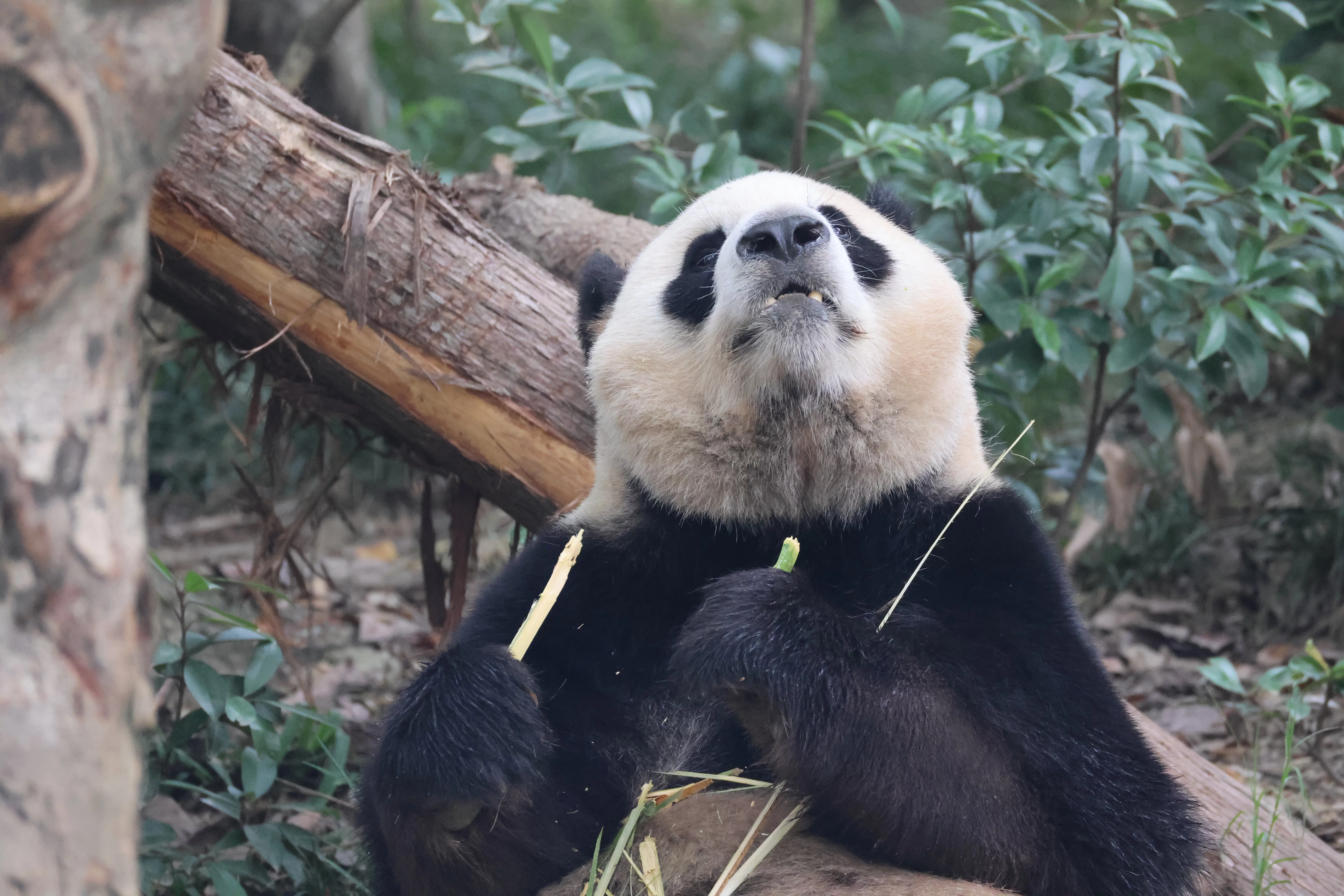 Chengdu Research Base of Giant Panda Breeding