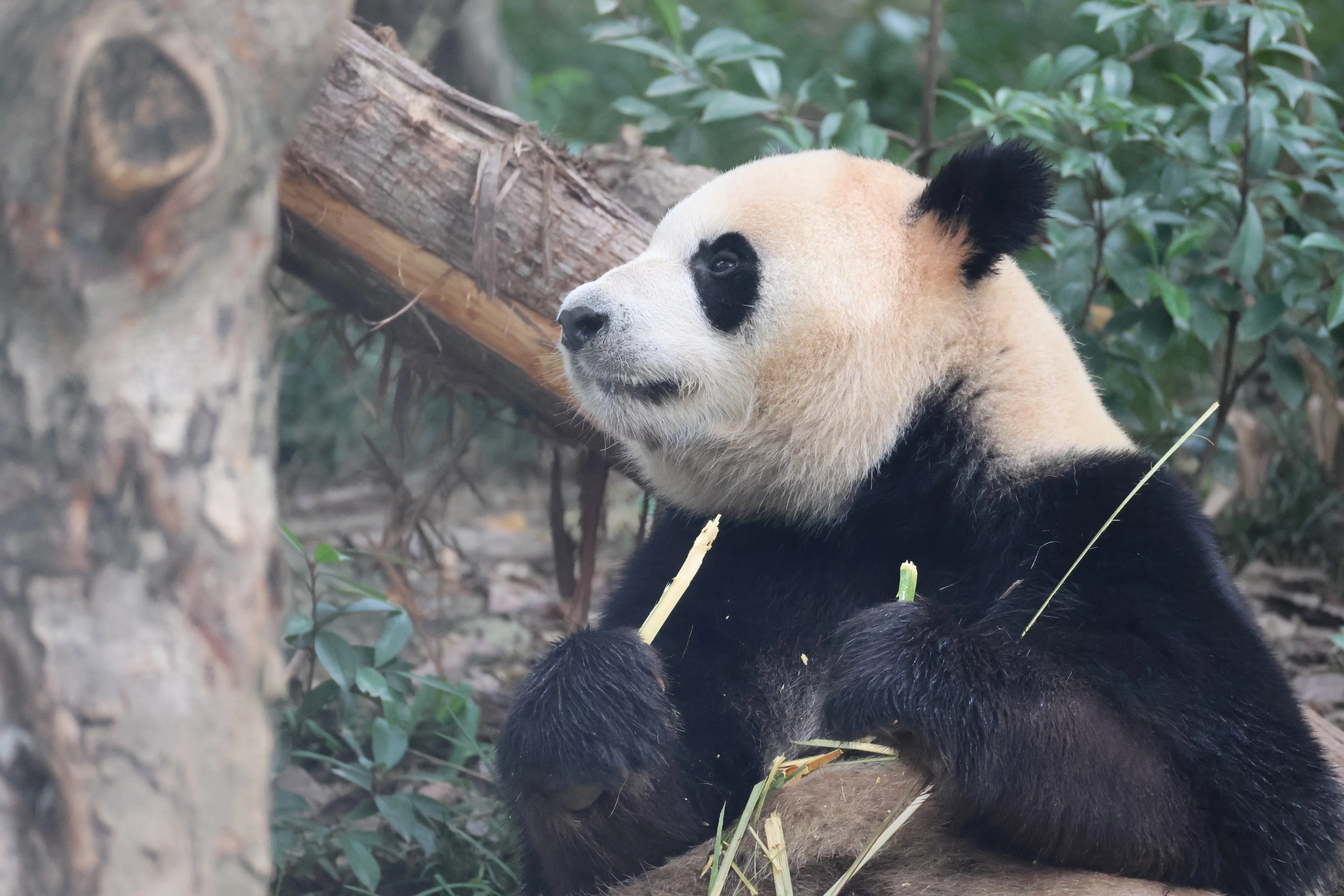 Chengdu Research Base of Giant Panda Breeding